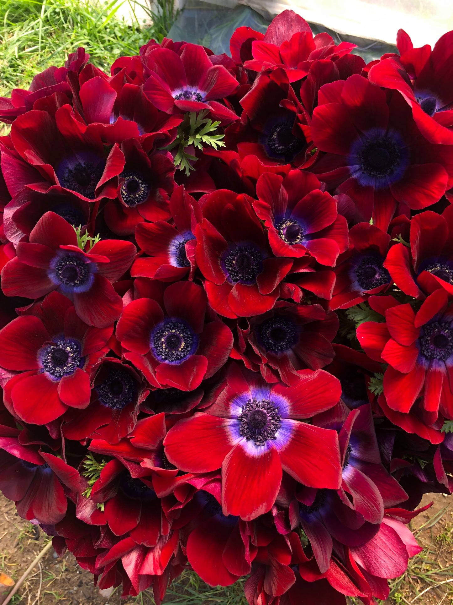 Anemone Bordeaux