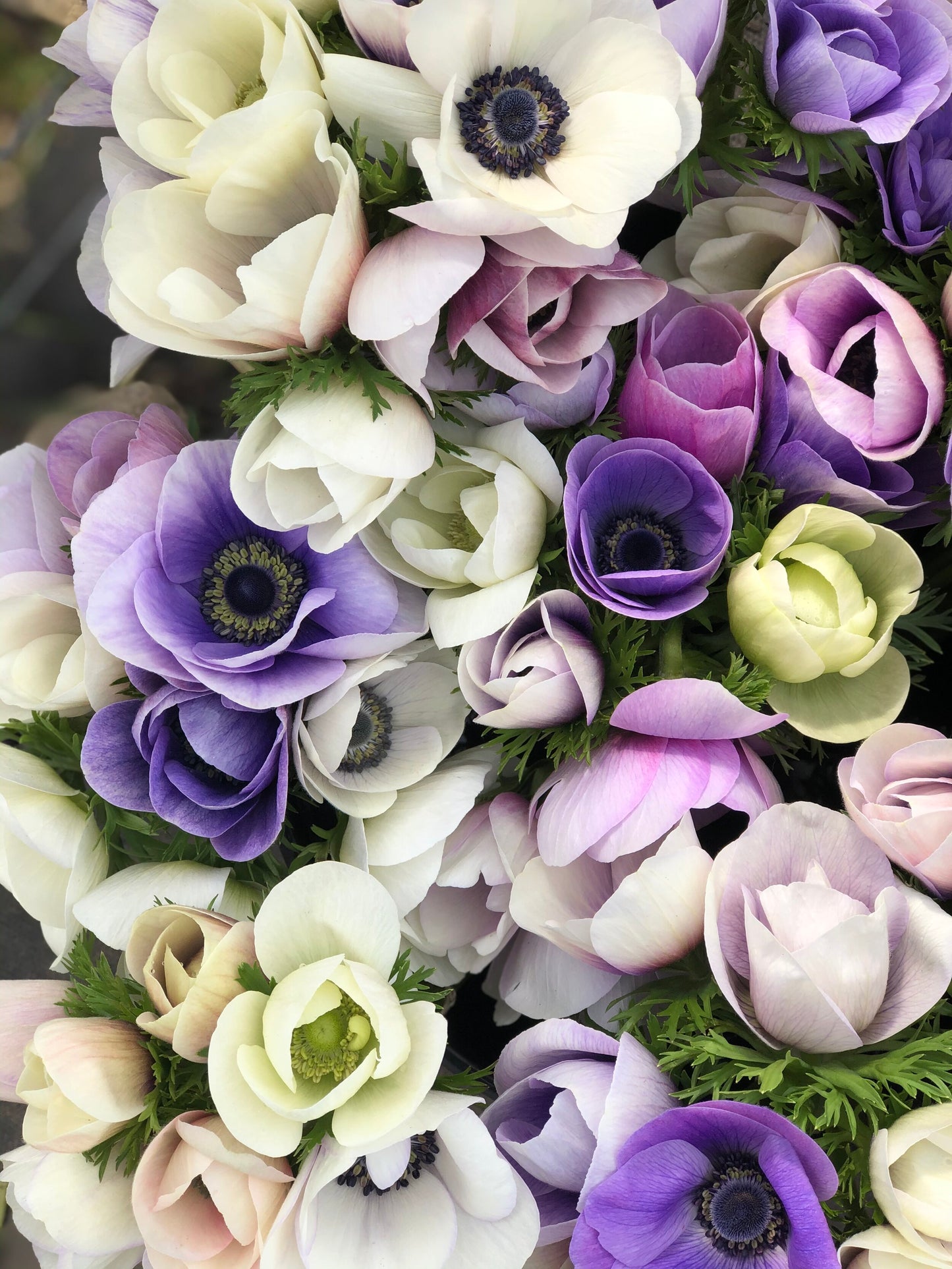 Anemone Pastel Mix