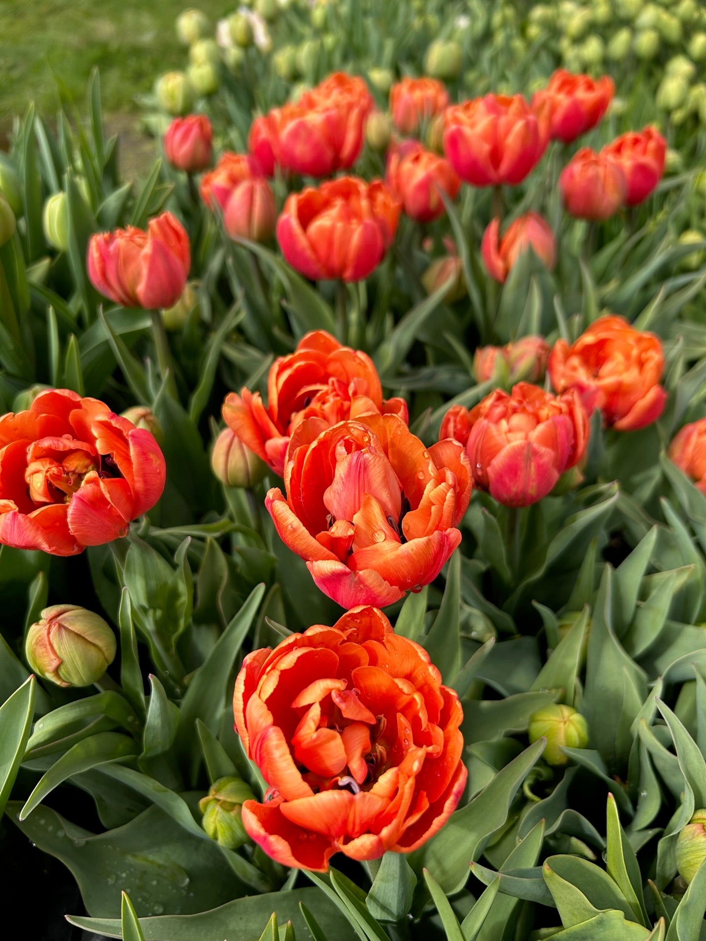 Tulip - Caracas