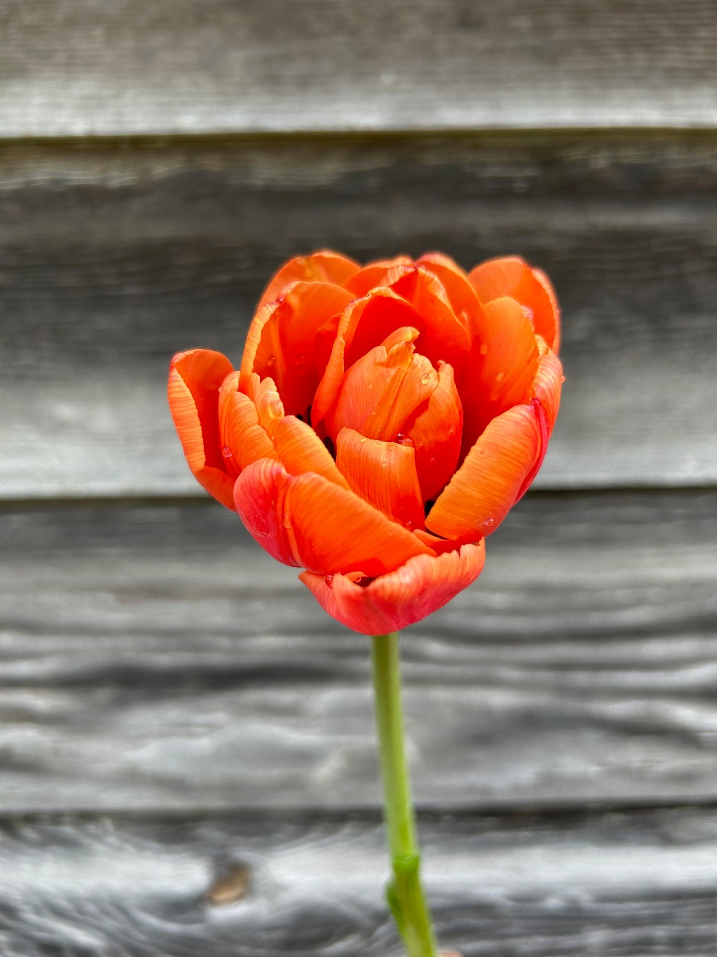 Tulip - Caracas