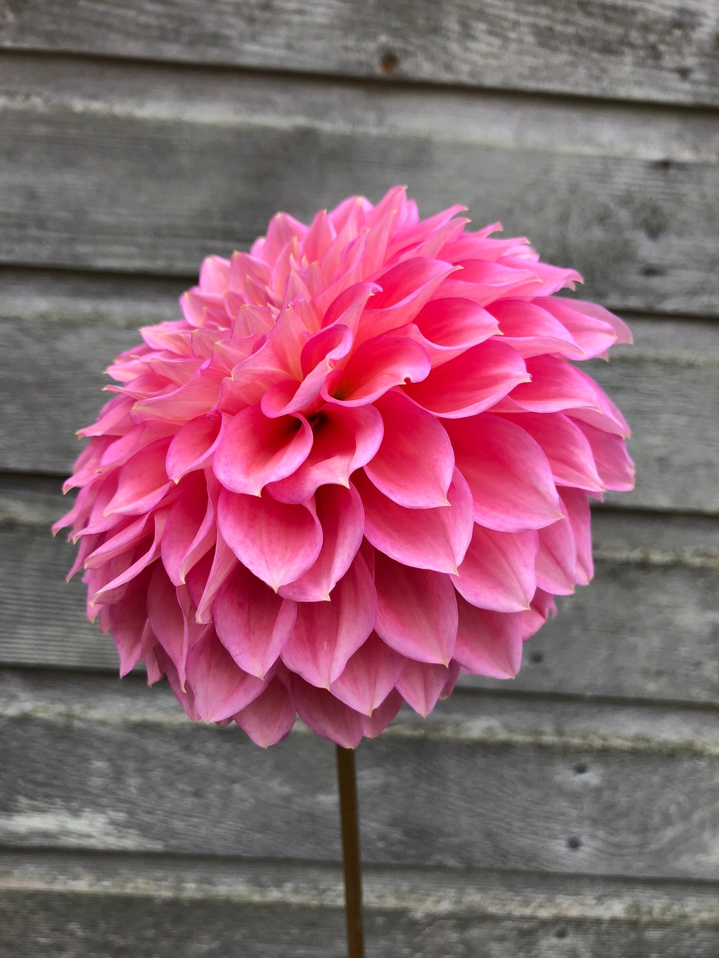 Westerton JWH - LIMIT 1