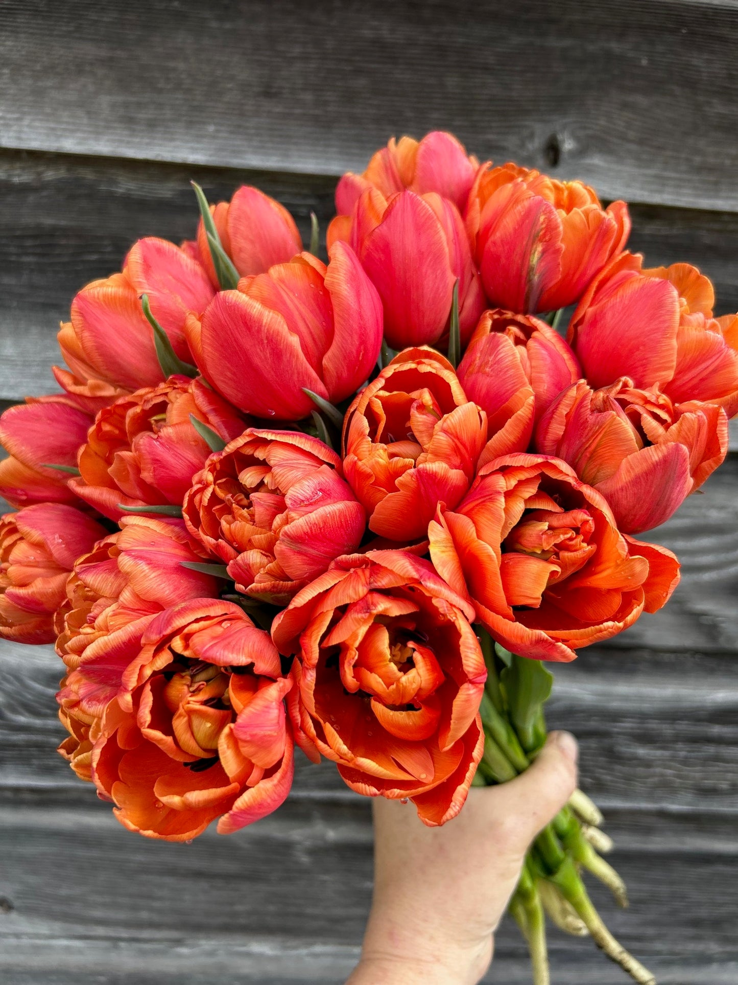 Tulip - Caracas
