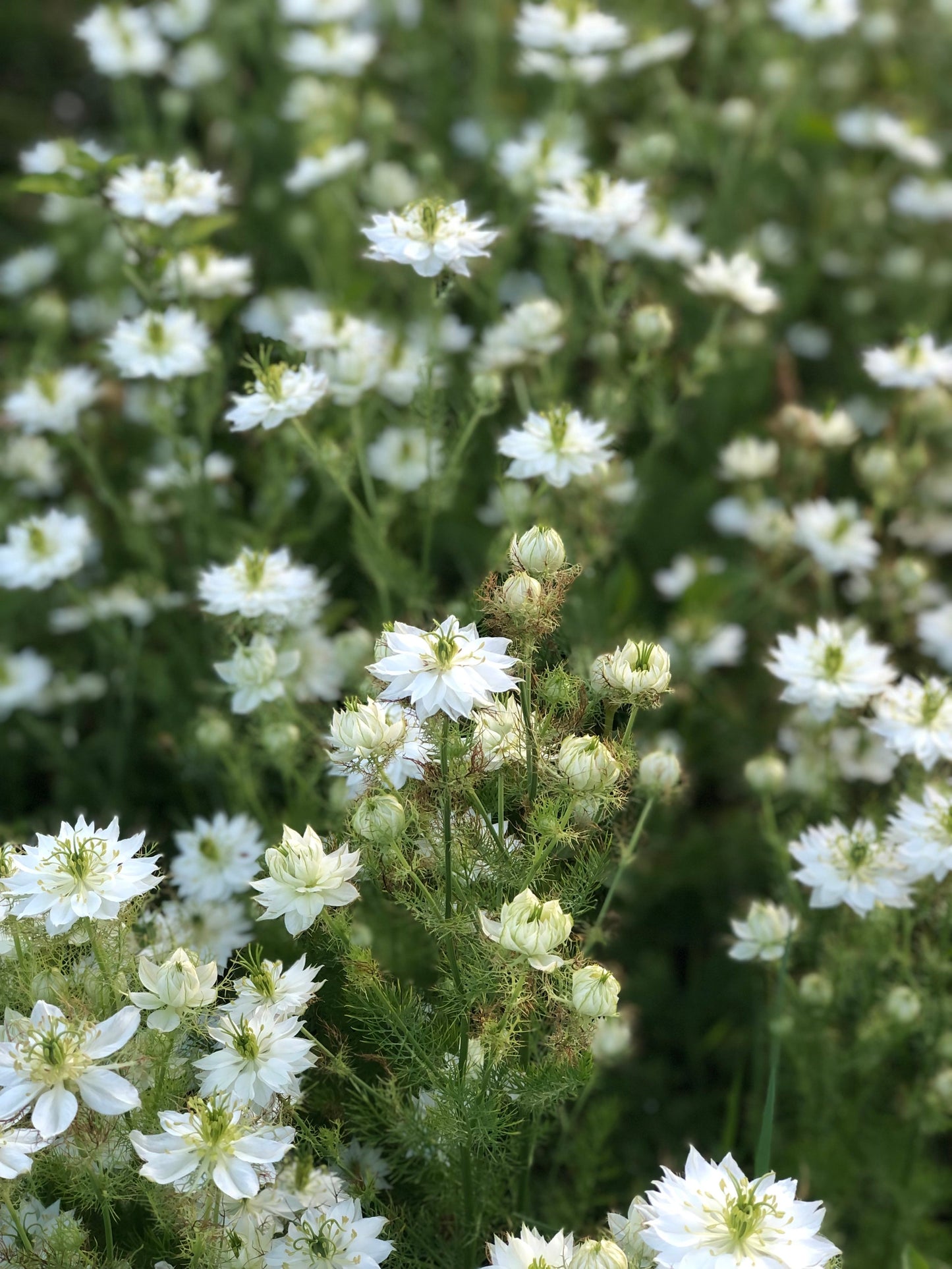 Nigella - Albion Green Pod