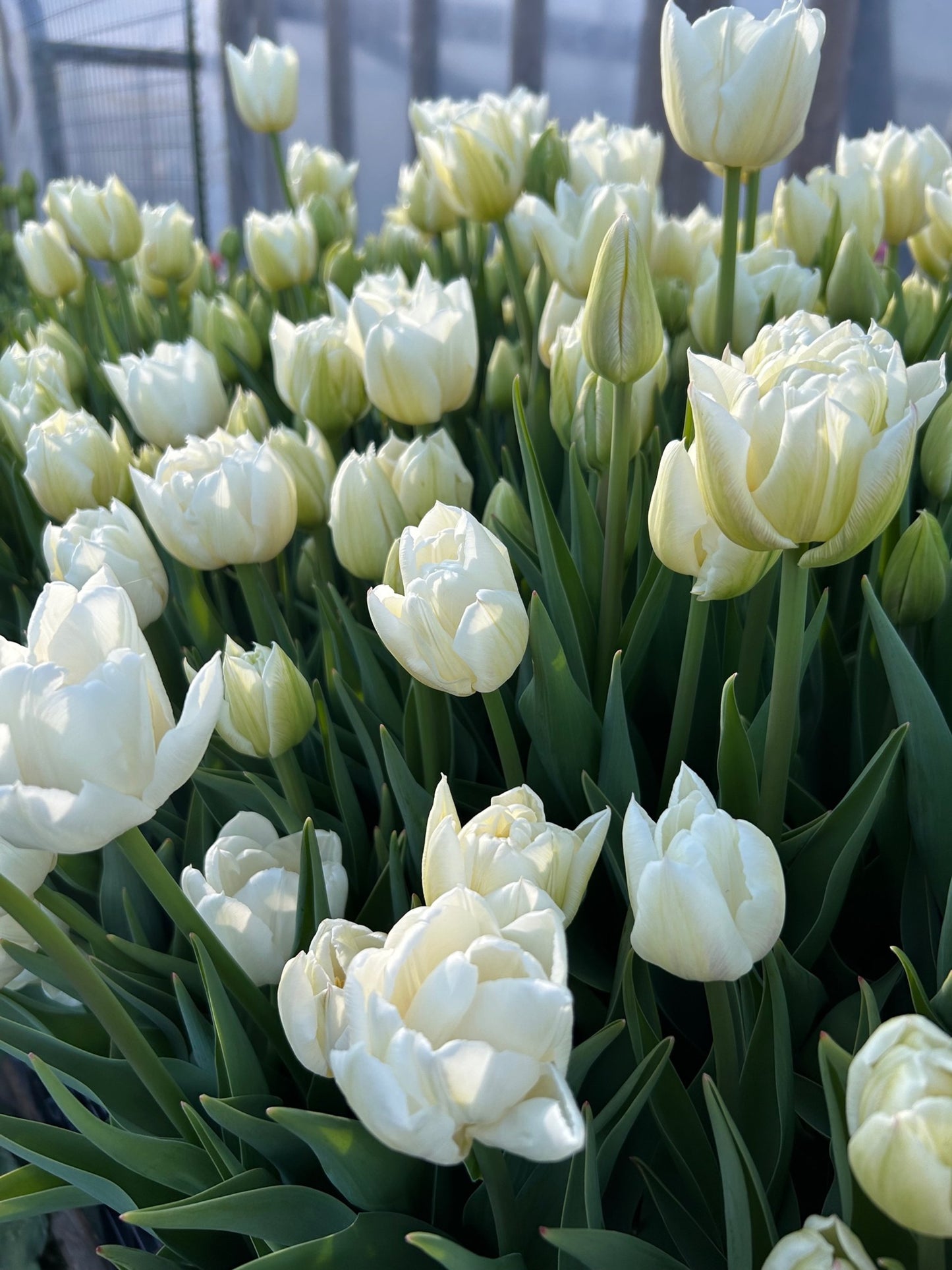 Tulip - Mondial