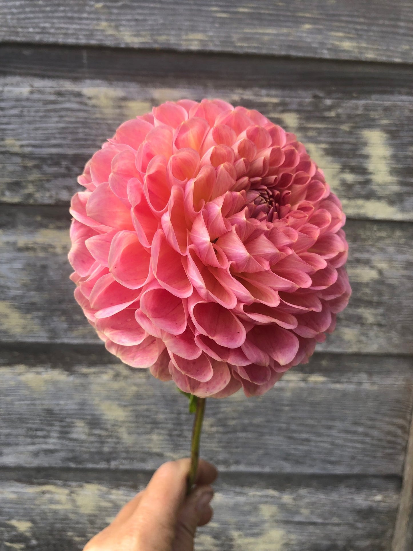Clearview Peachy