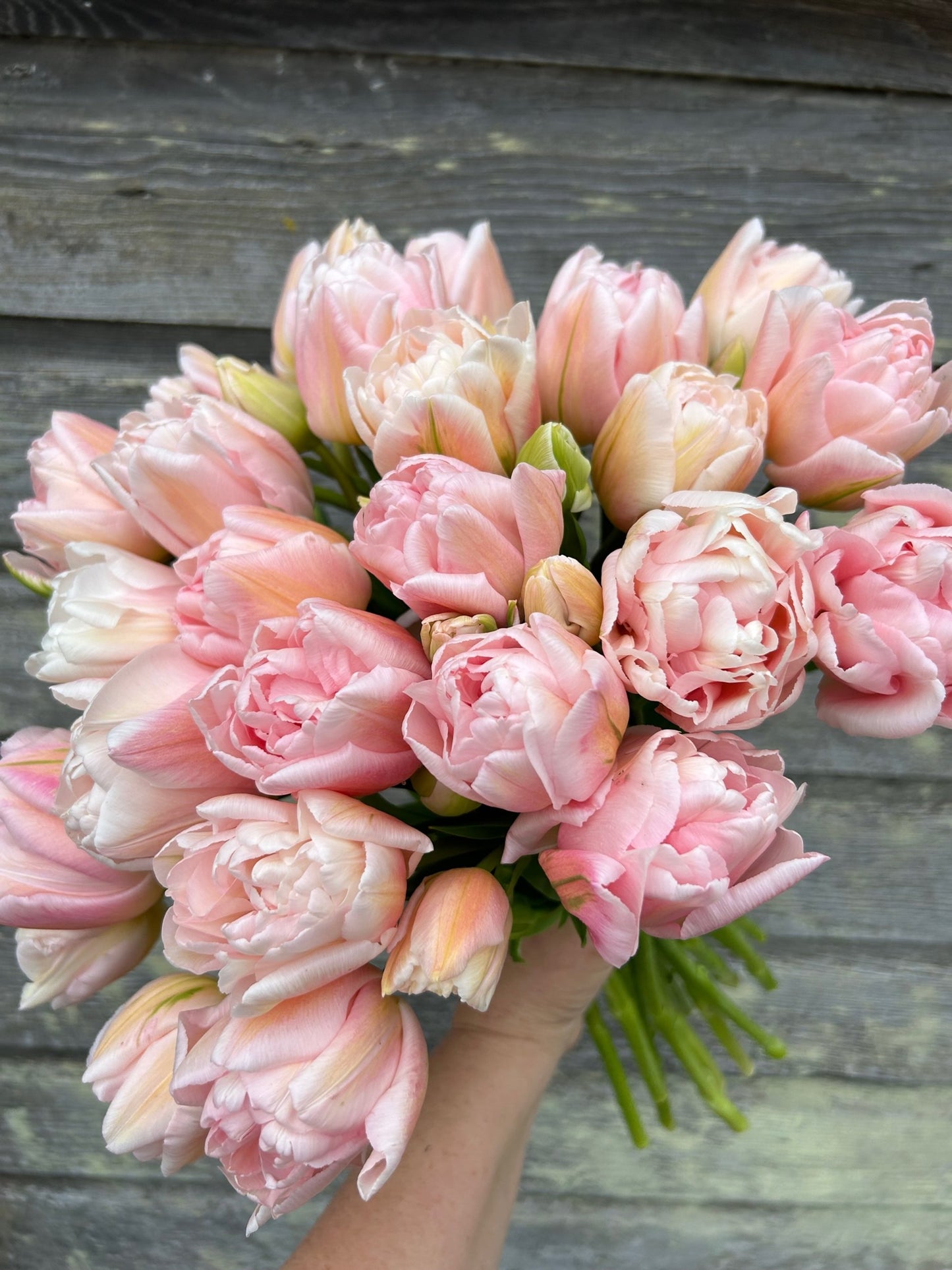 Tulip - Dreamer