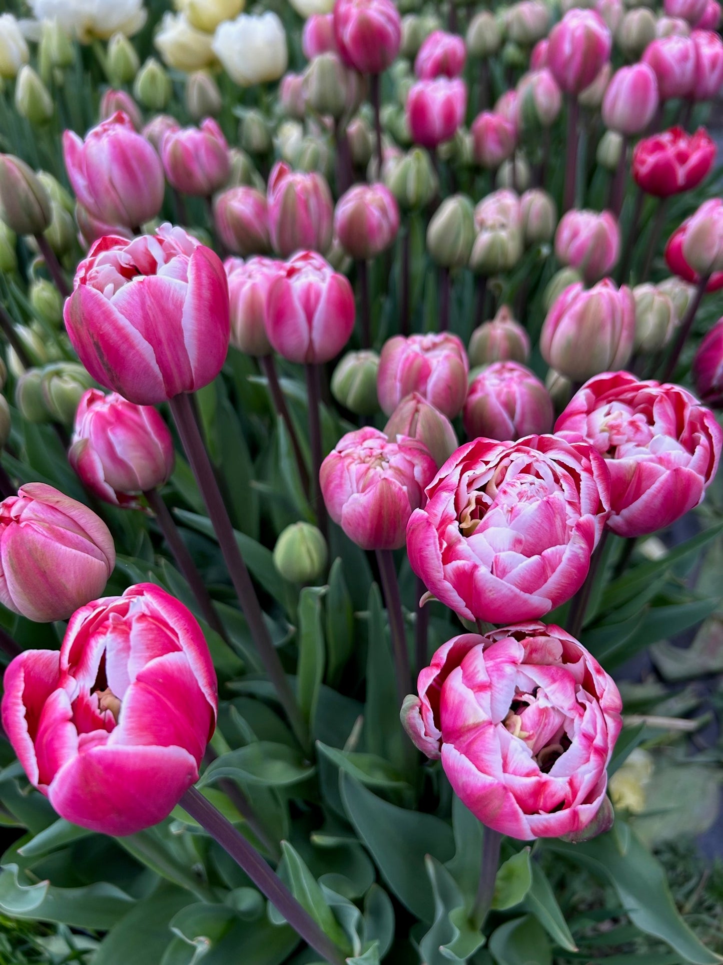 Tulip - Drumline