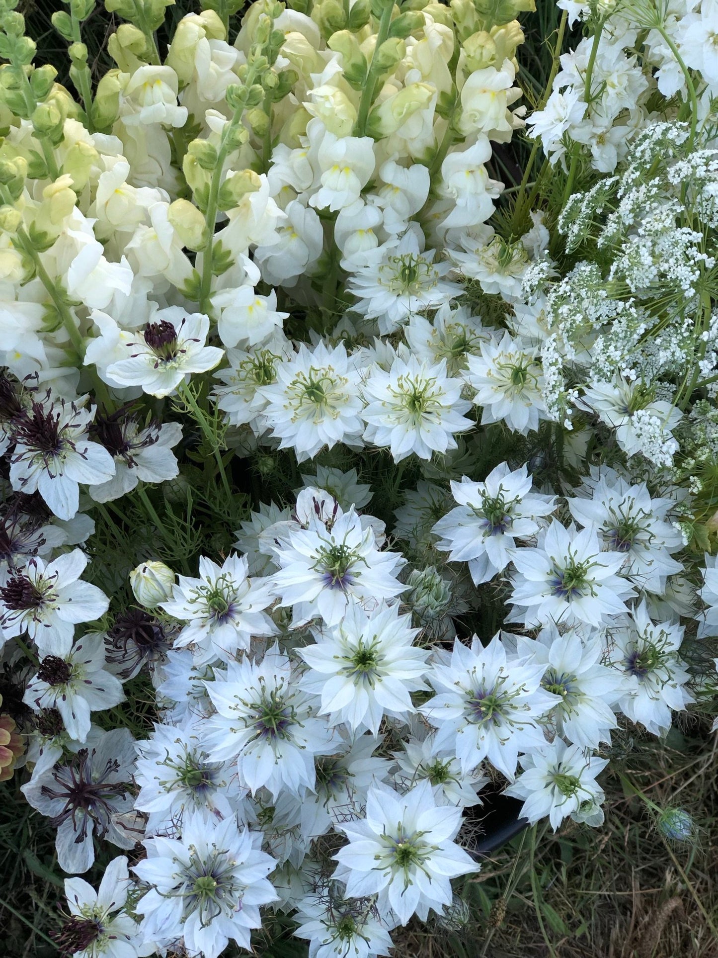 Nigella - Albion Green Pod