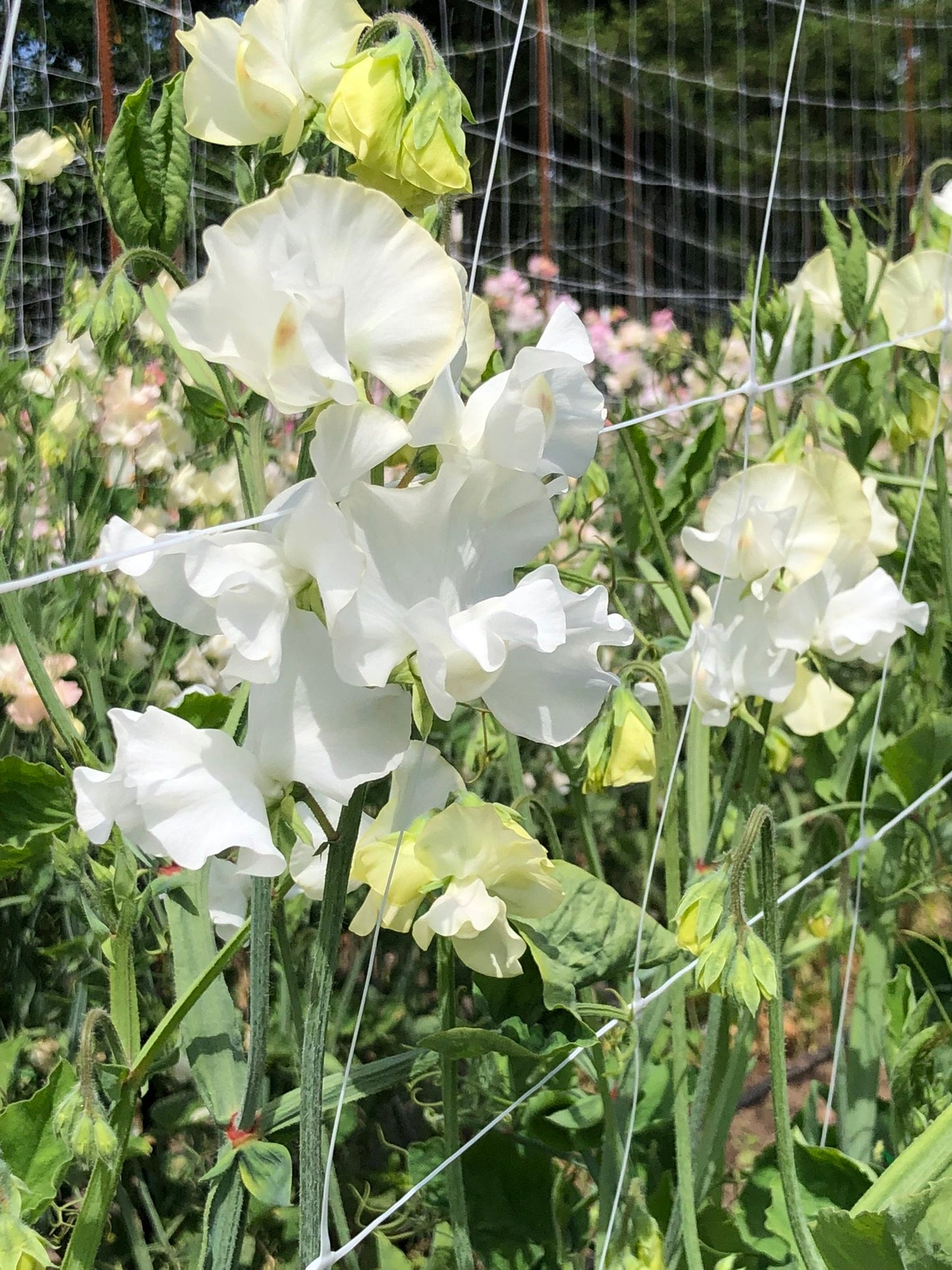 Sweet Pea - Wild Swan