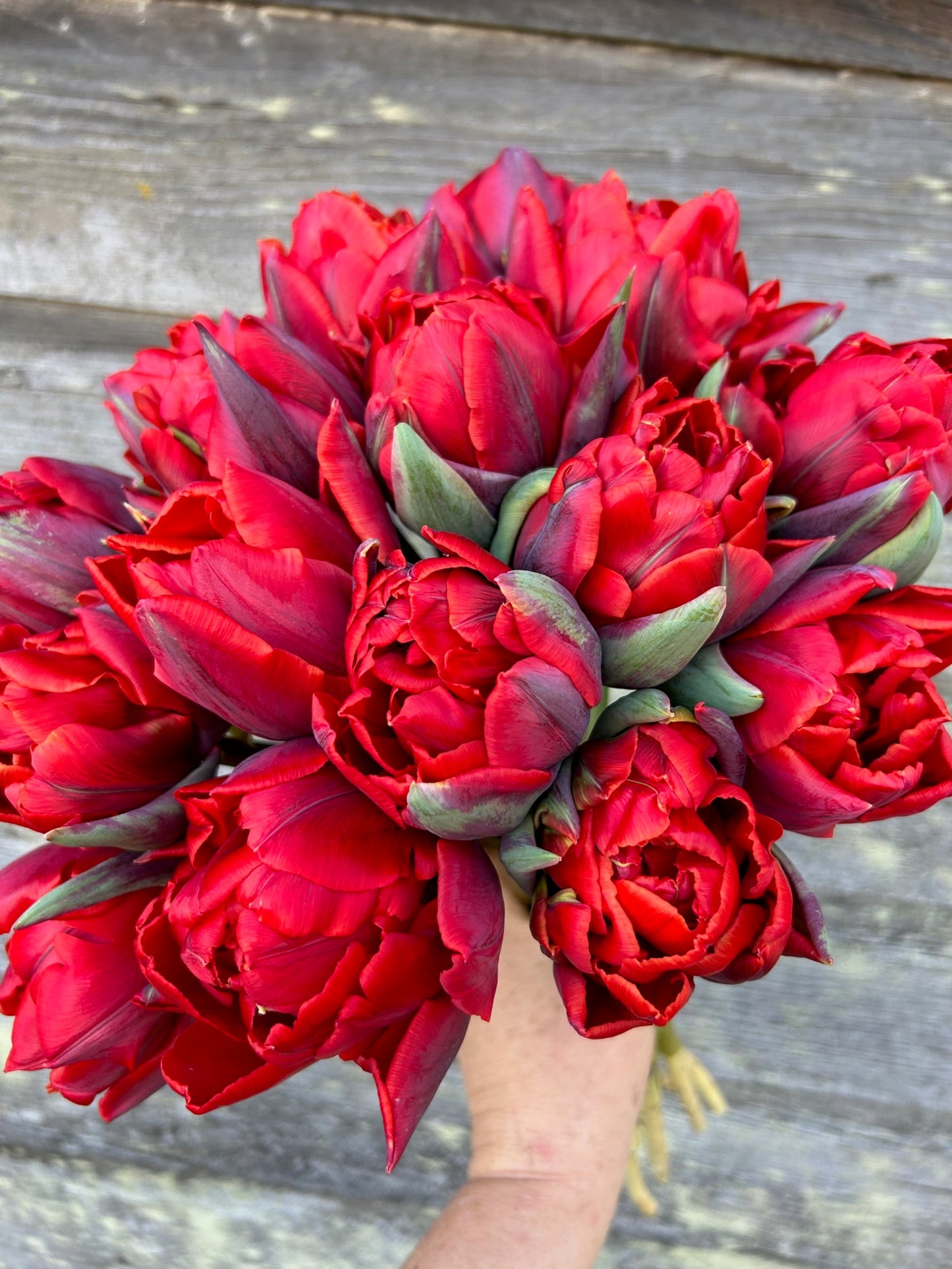 Tulip - Red Princess
