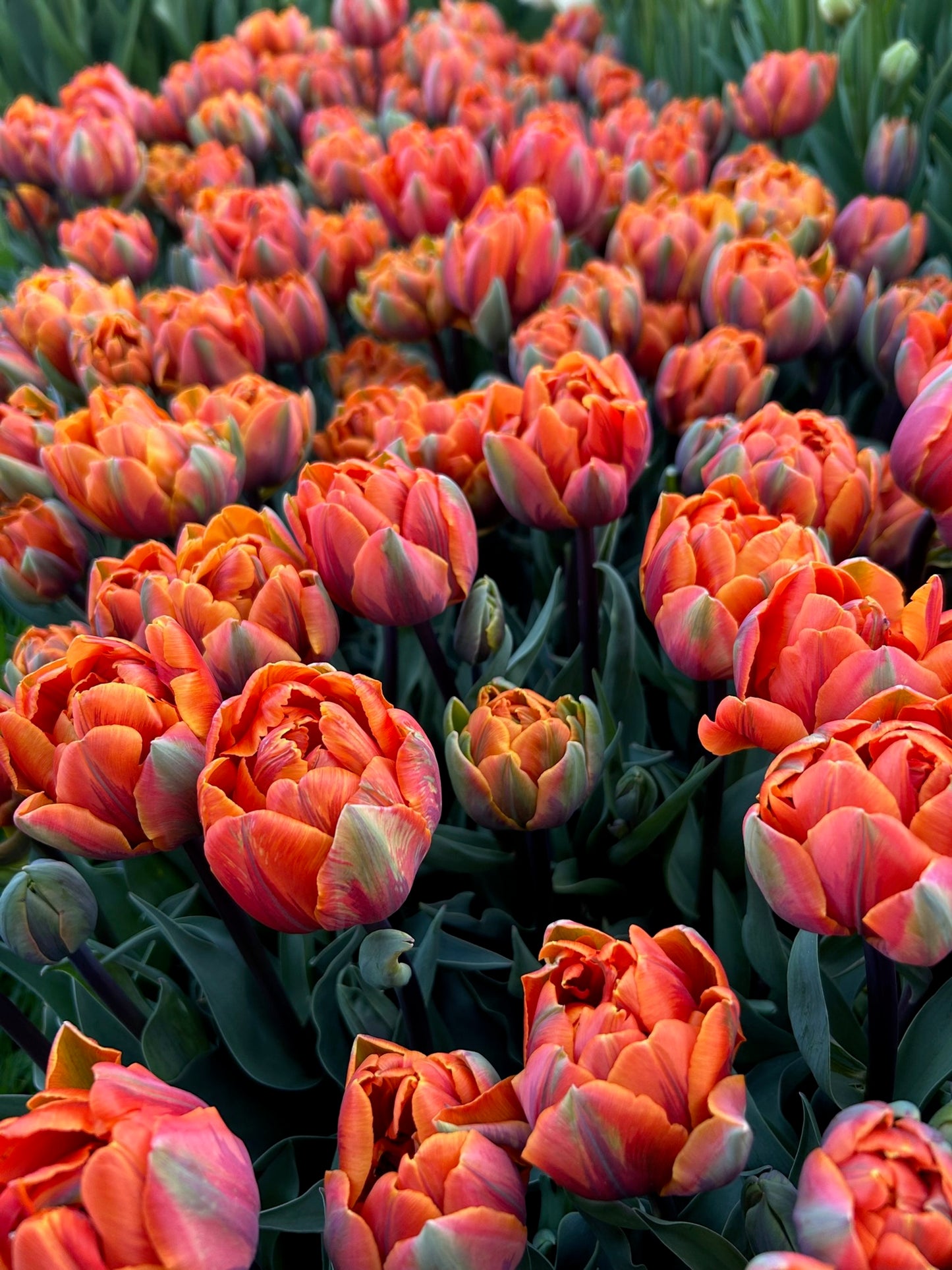 Tulip - Orange Princess