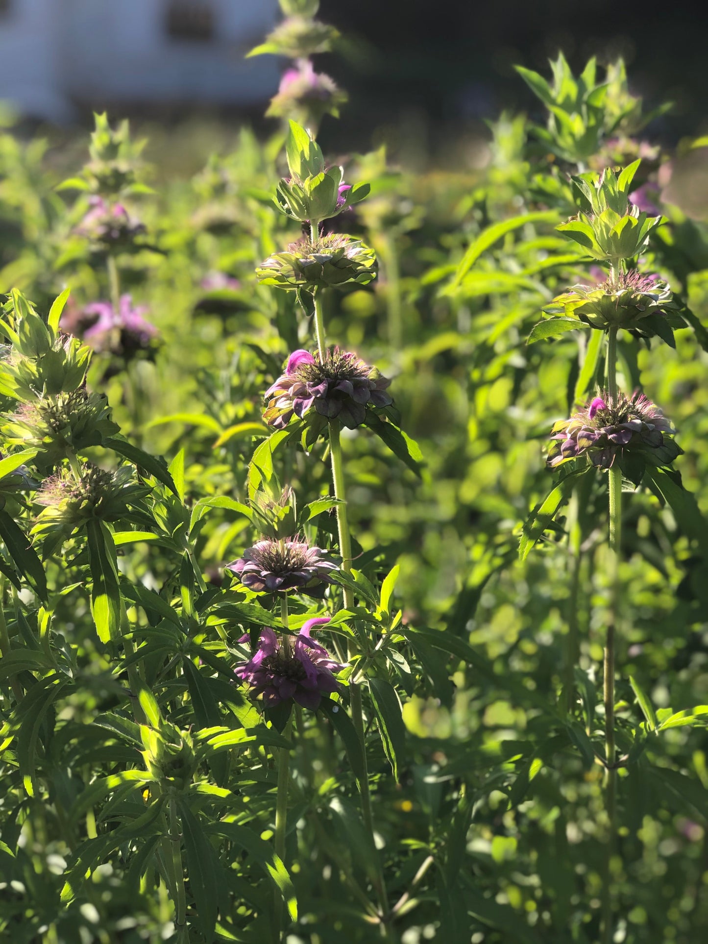 Monarda Mix