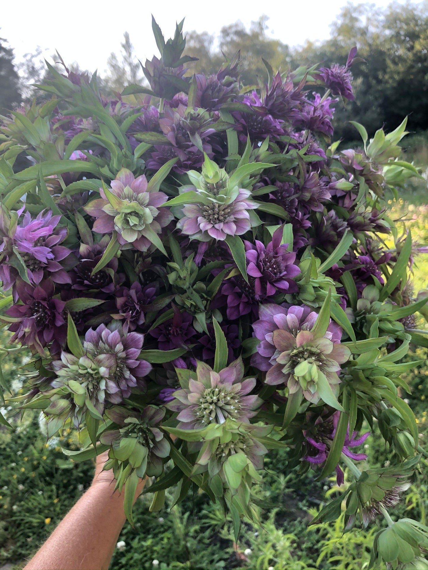 Monarda Mix