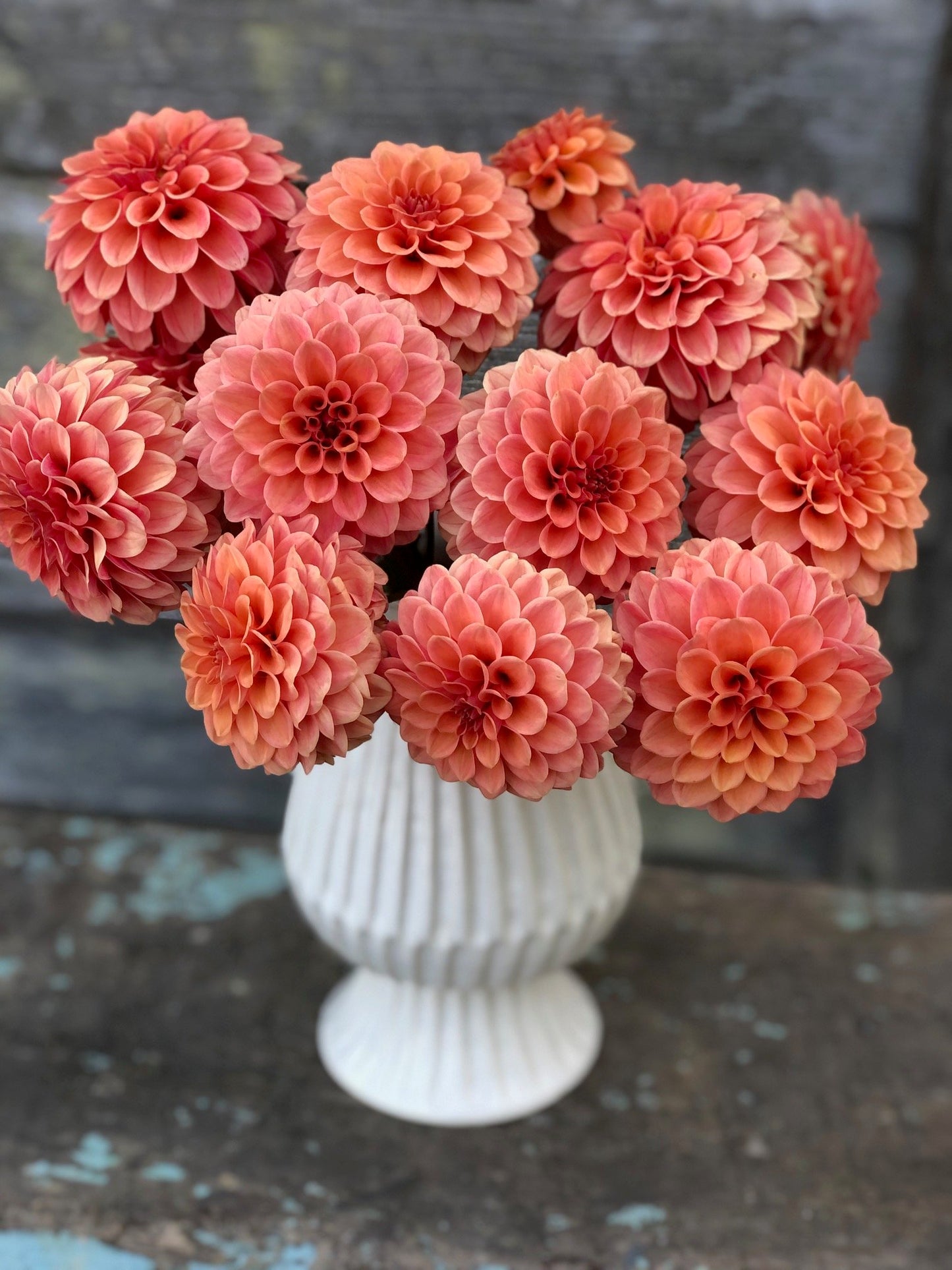 Rose Toscano