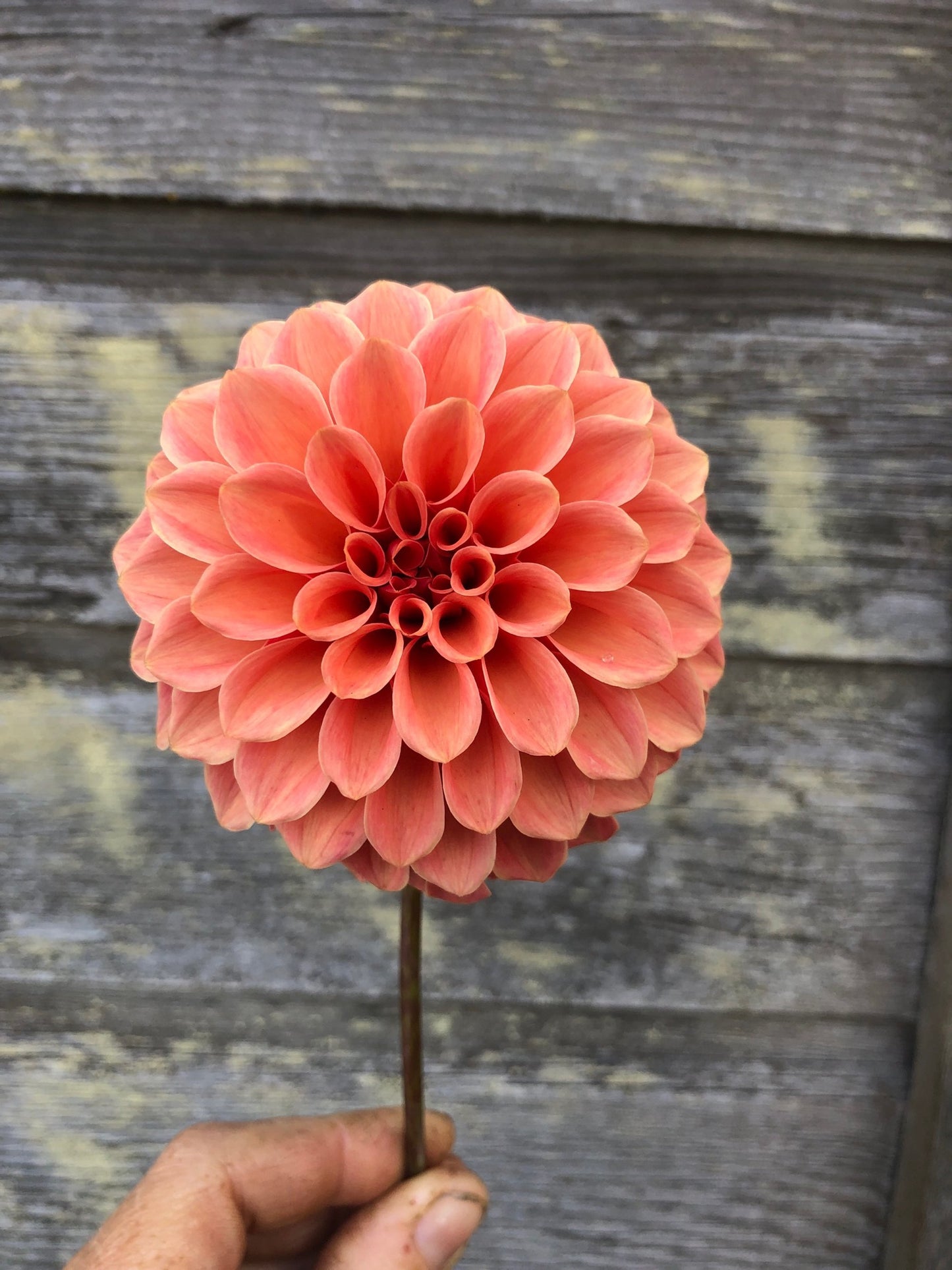 Rose Toscano