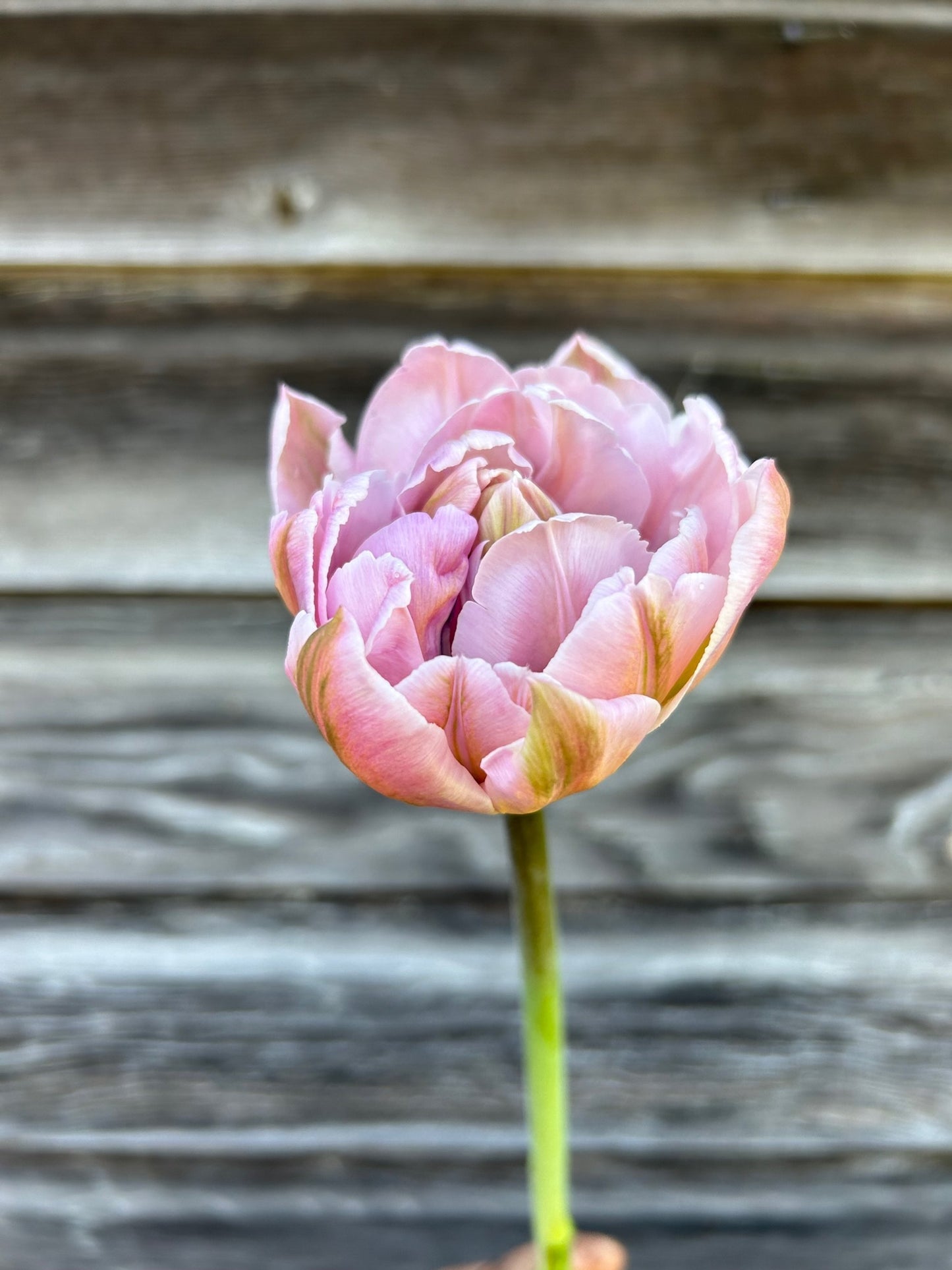 Tulip - Katinka