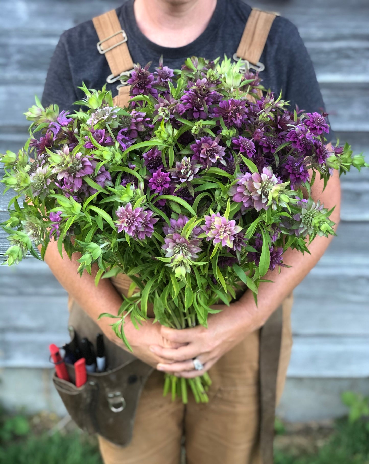 Monarda Mix