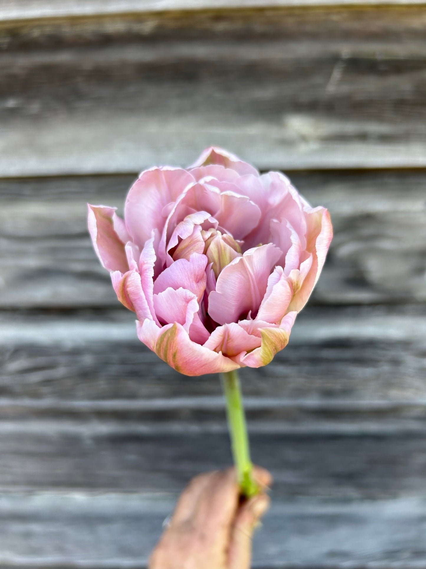 Tulip - Katinka
