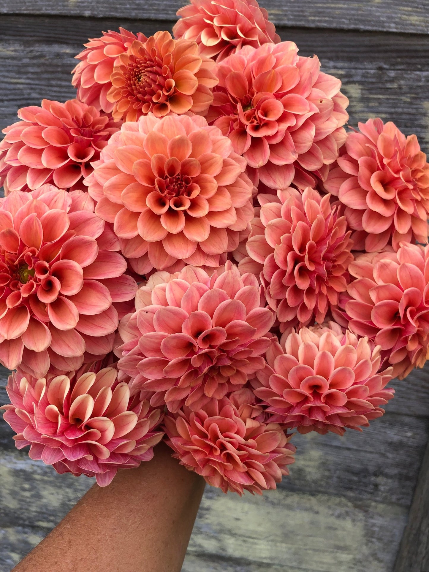 Rose Toscano