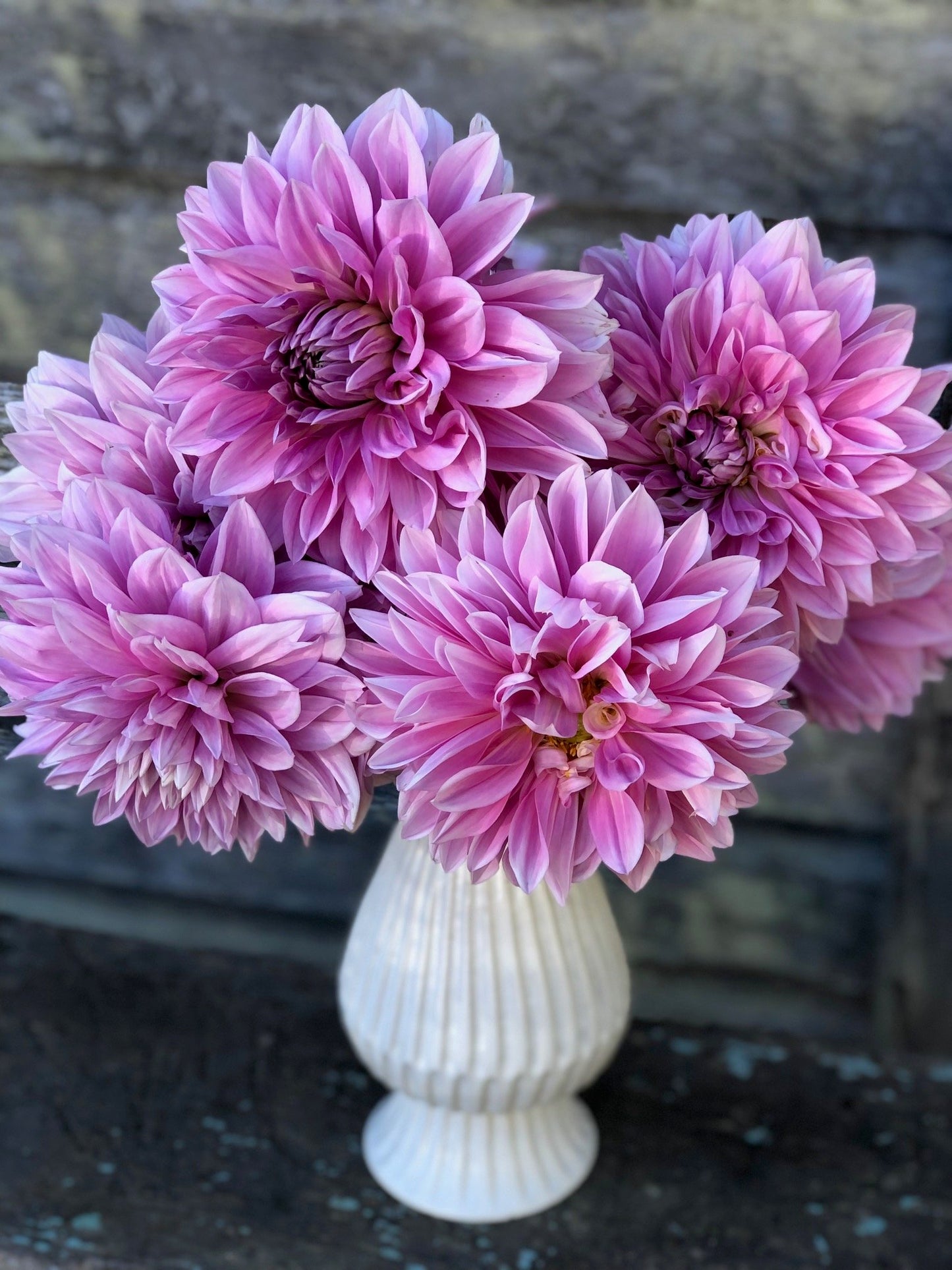 Cafe au Lait Rose