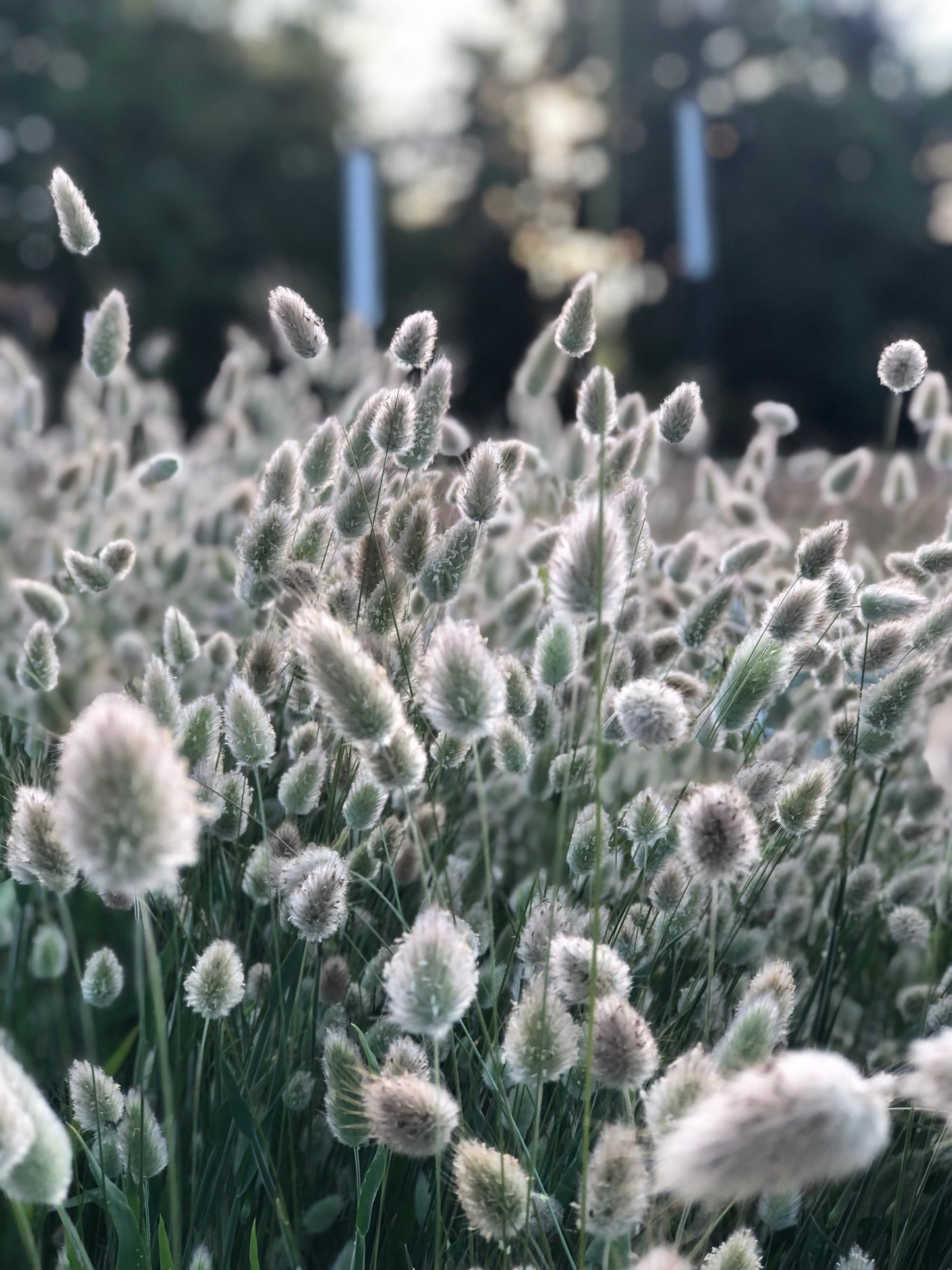 Bunny Tails