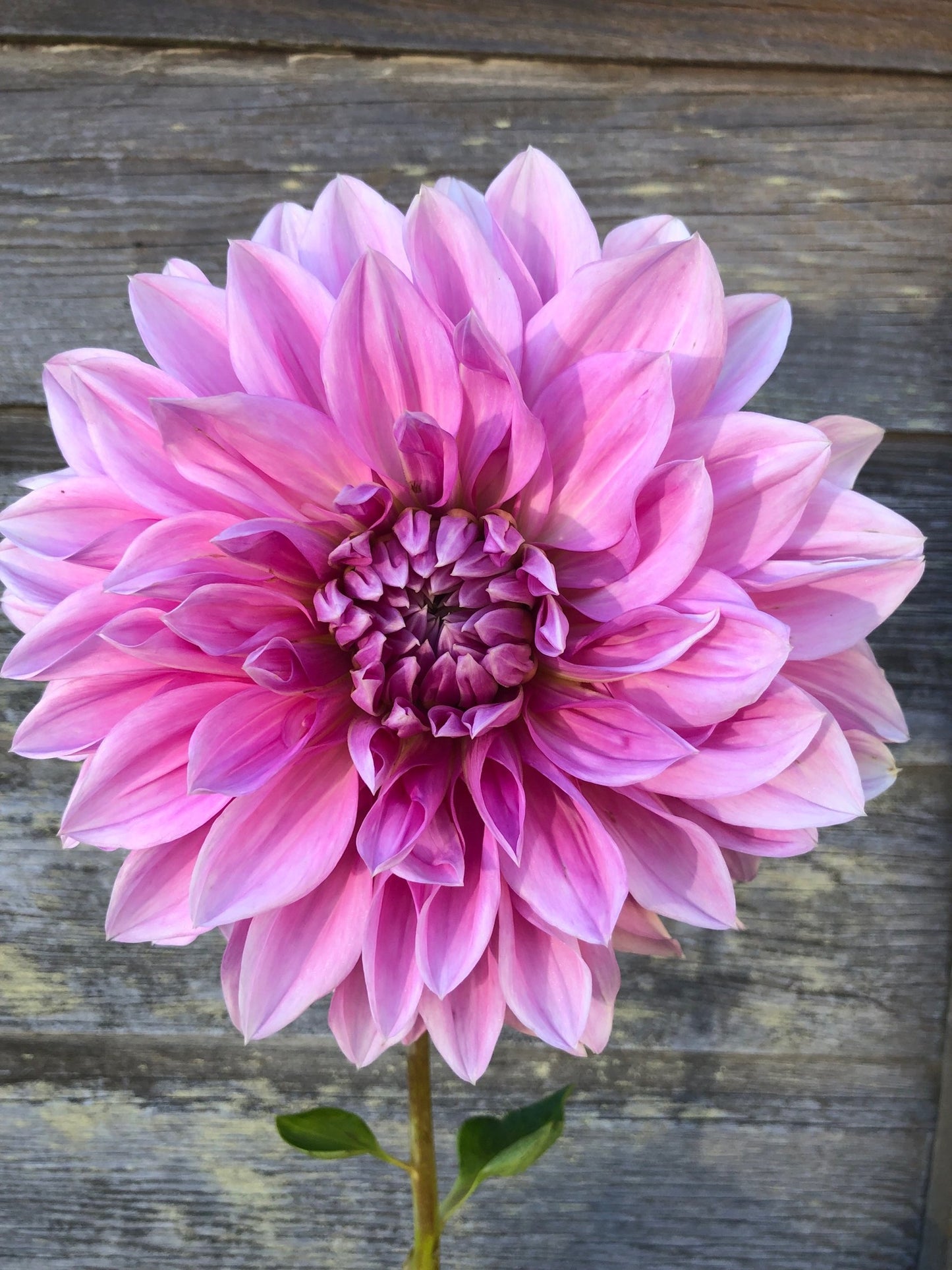 Cafe au Lait Rose