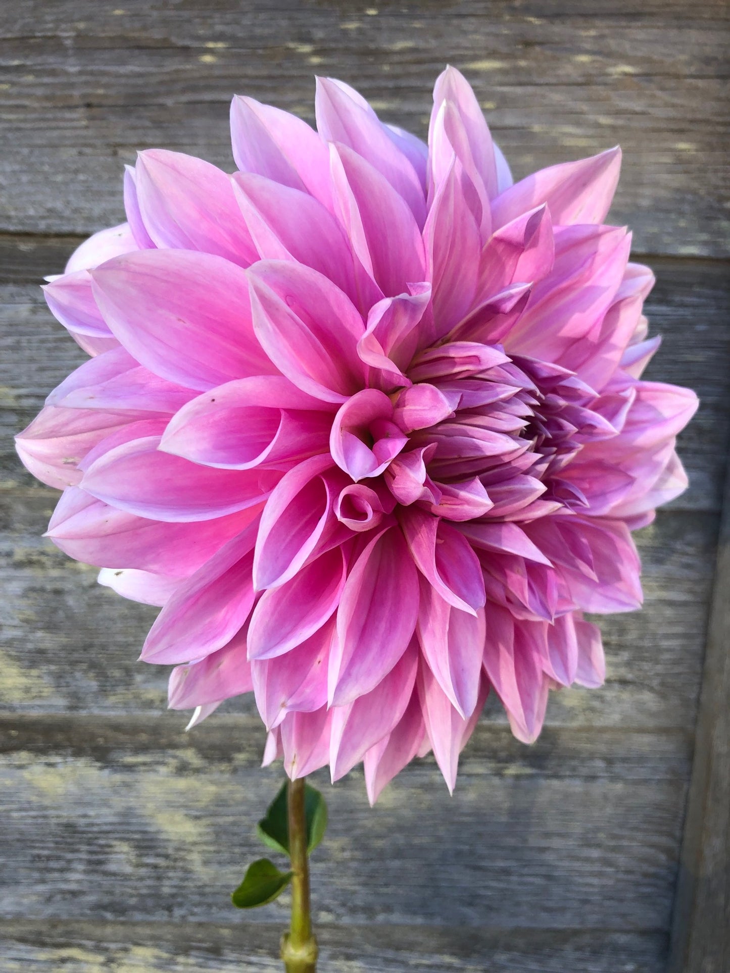 Cafe au Lait Rose