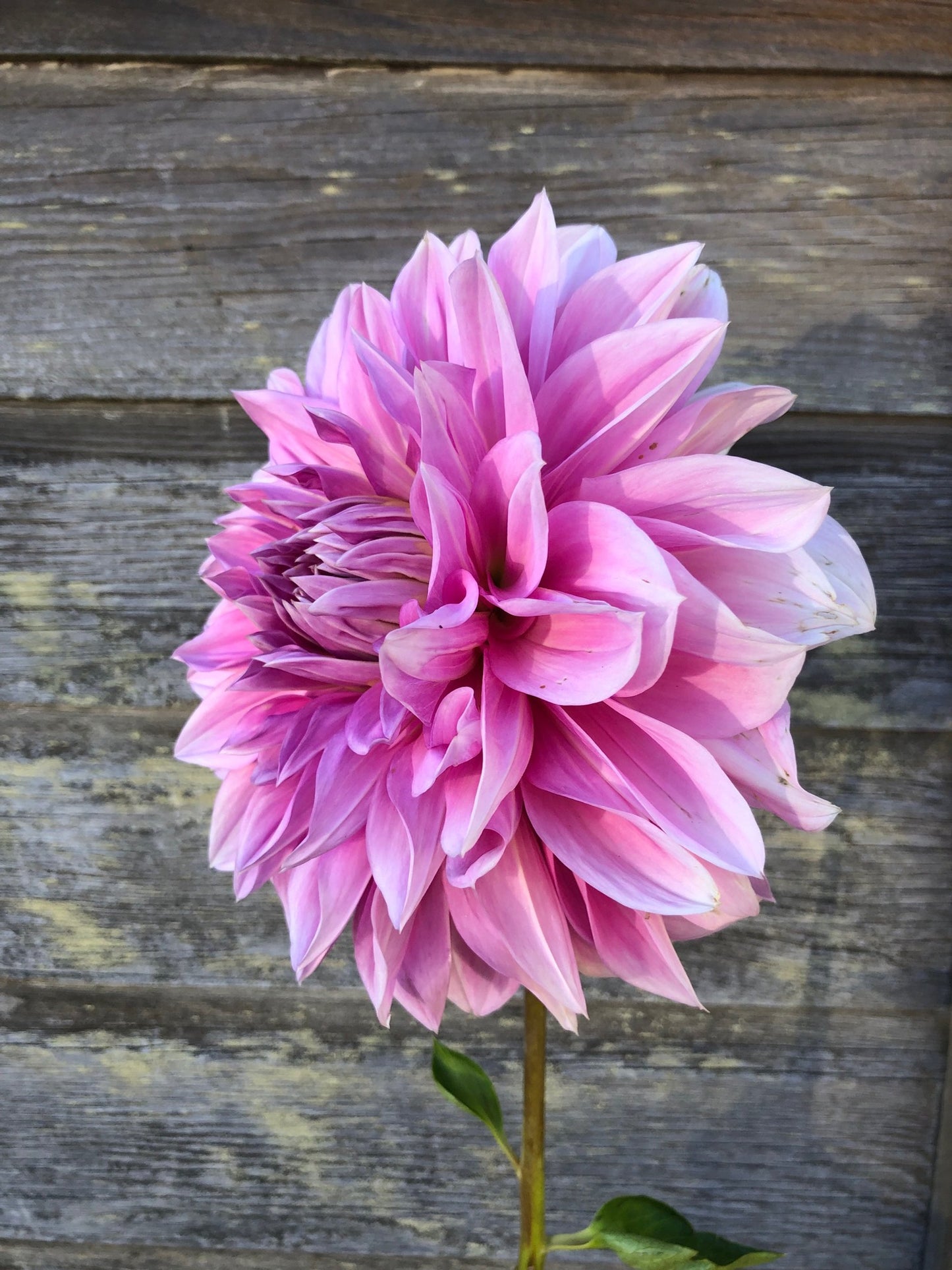 Cafe au Lait Rose