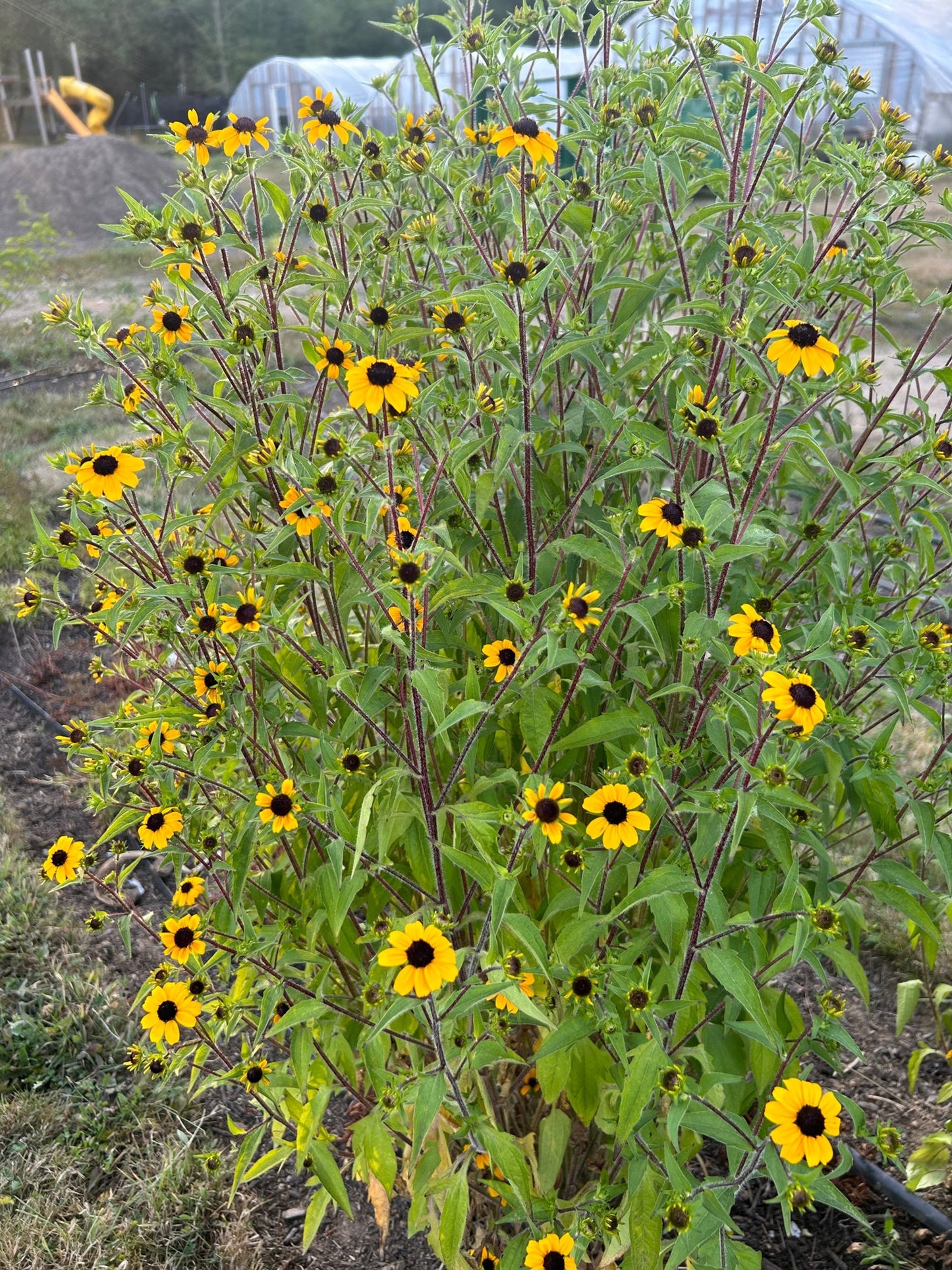 Rudbeckia - Triloba Macau
