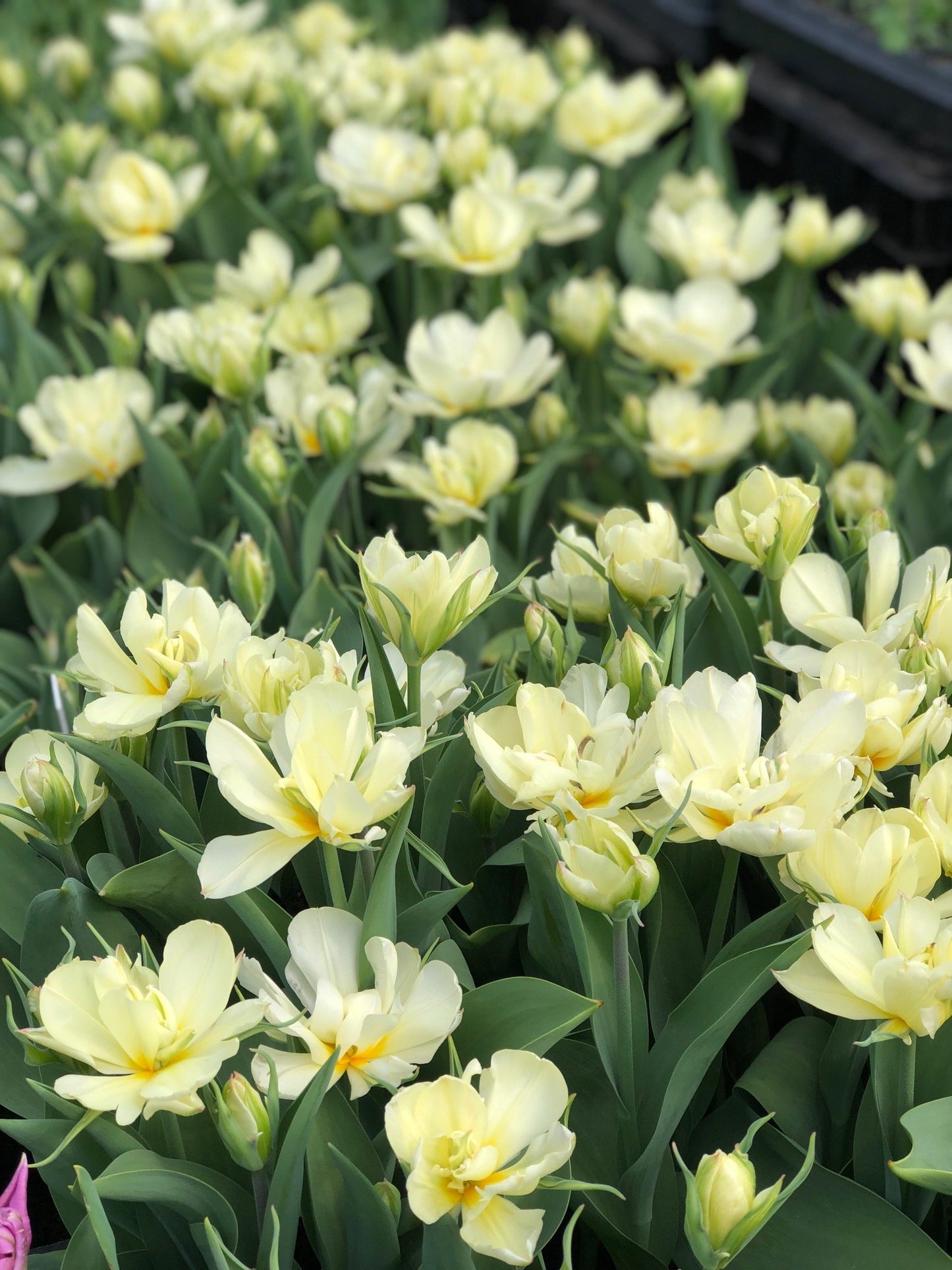 Tulip - Exotic Emperor