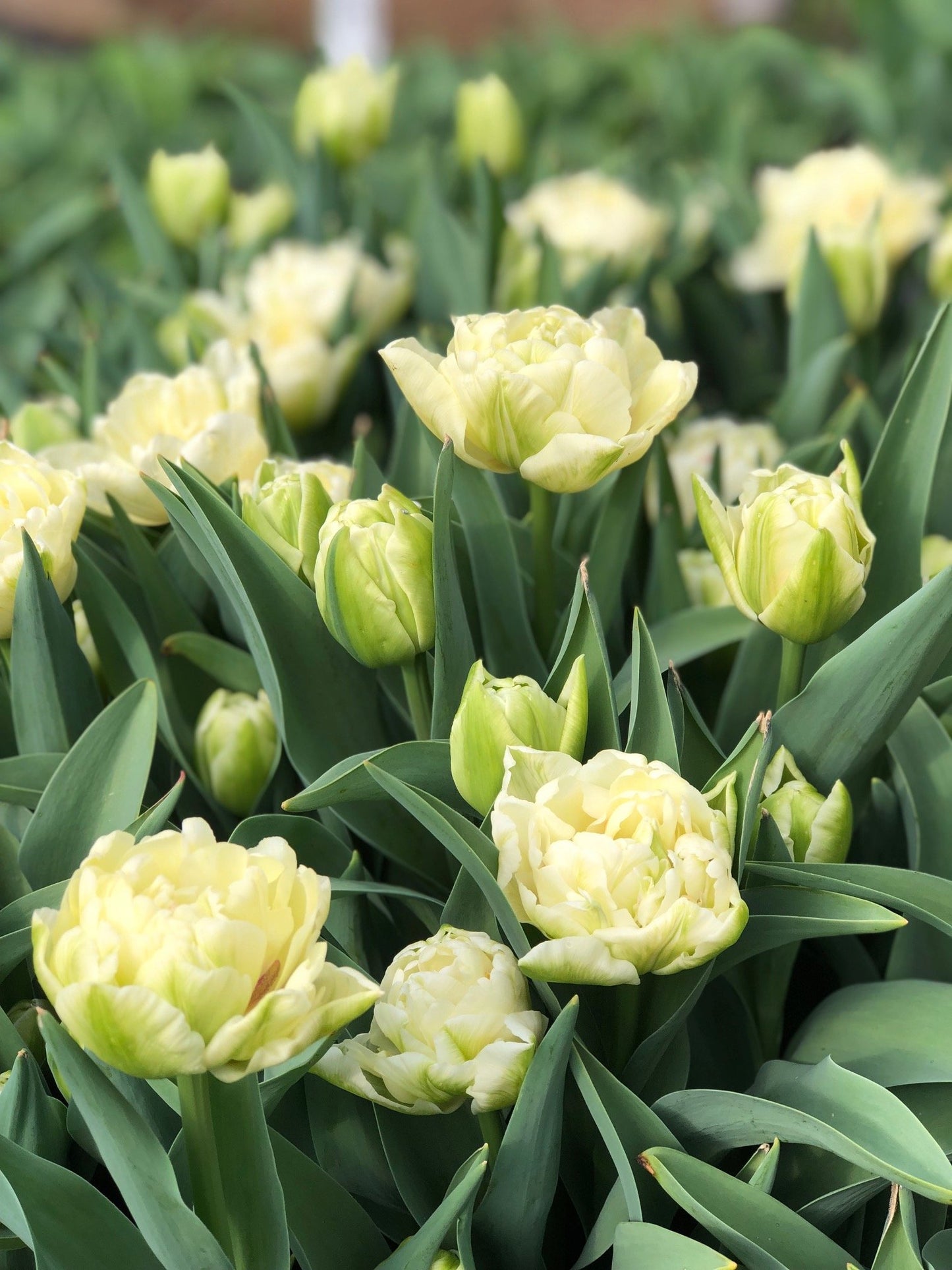 Tulip - Avant Garde