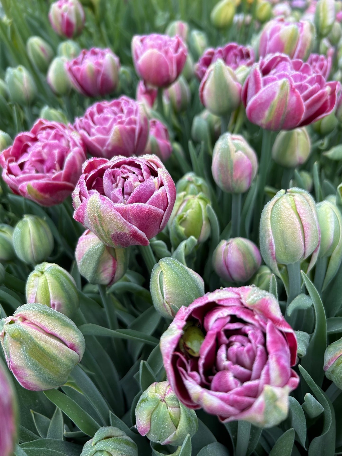 Tulip - Dream Touch