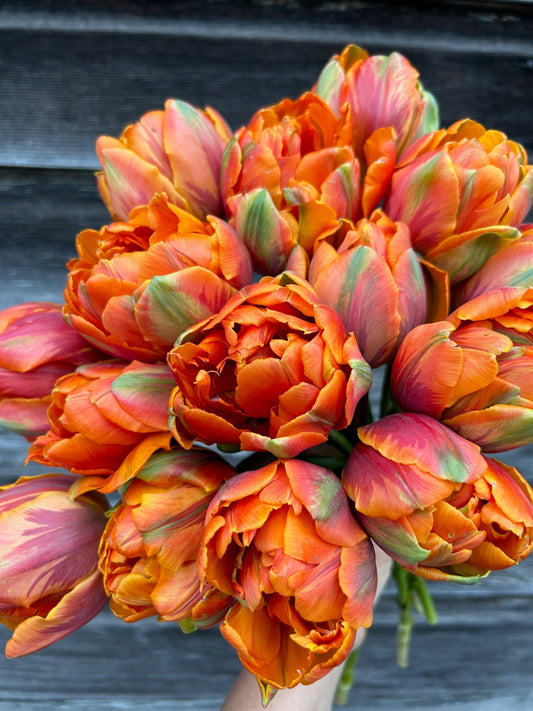 Tulip - Orange Princess