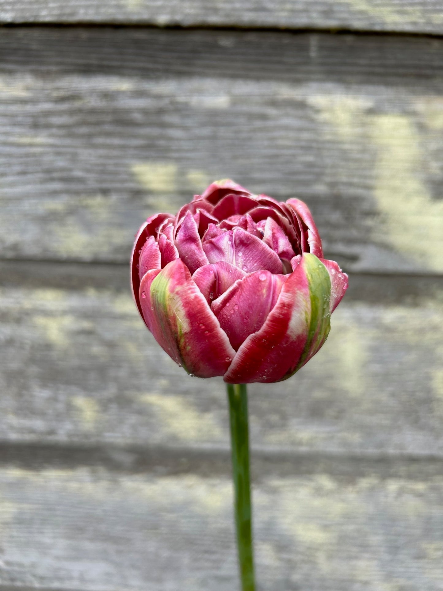 Tulip - Dream Touch