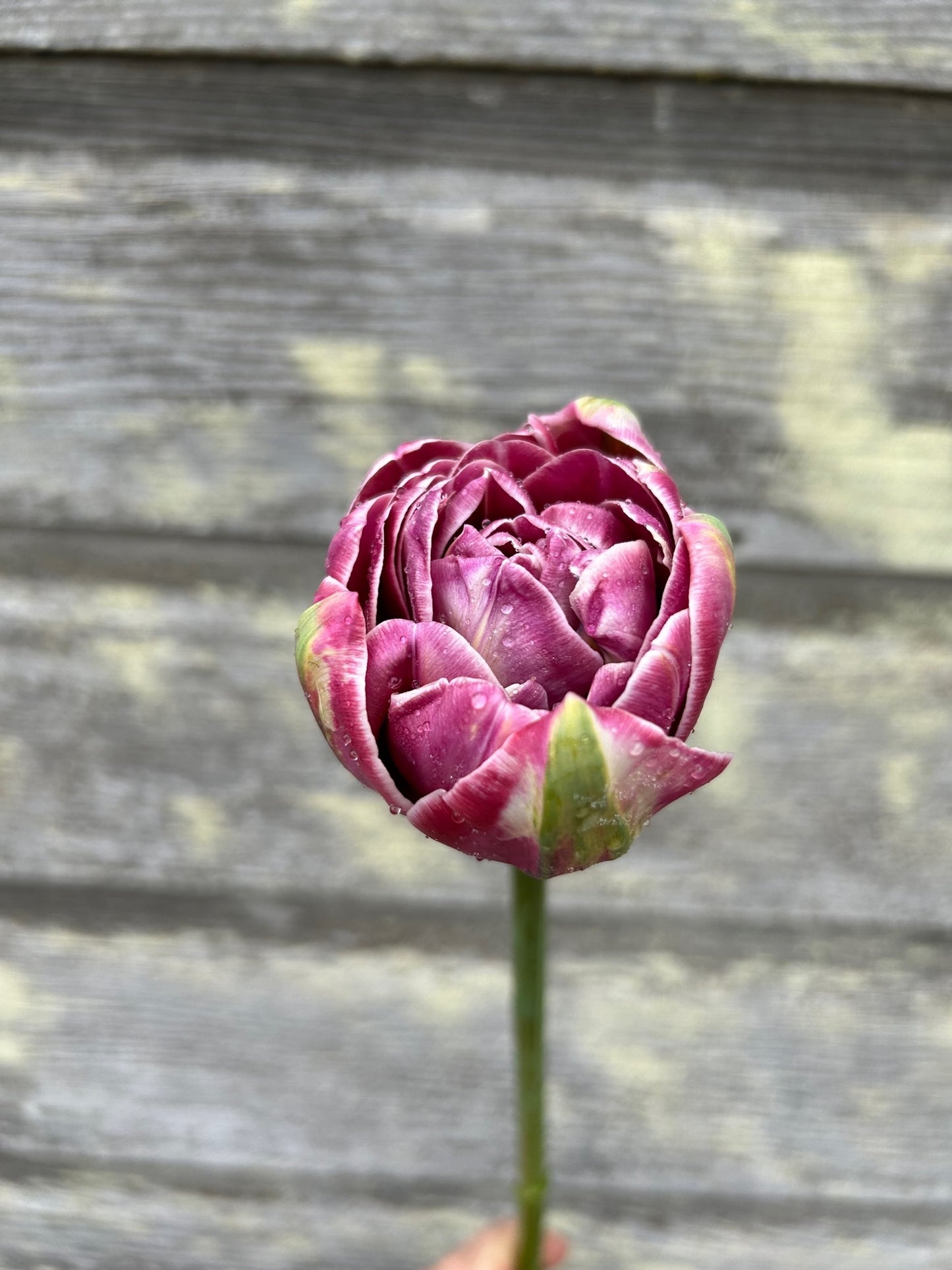 Tulip - Dream Touch
