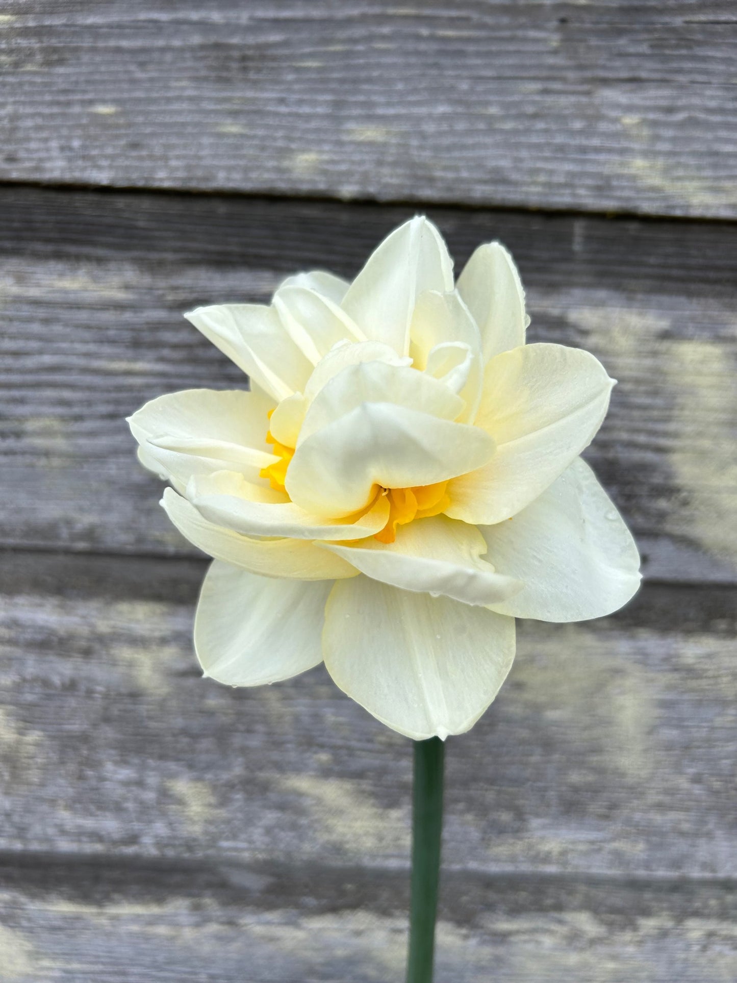 Daffodil - Manly