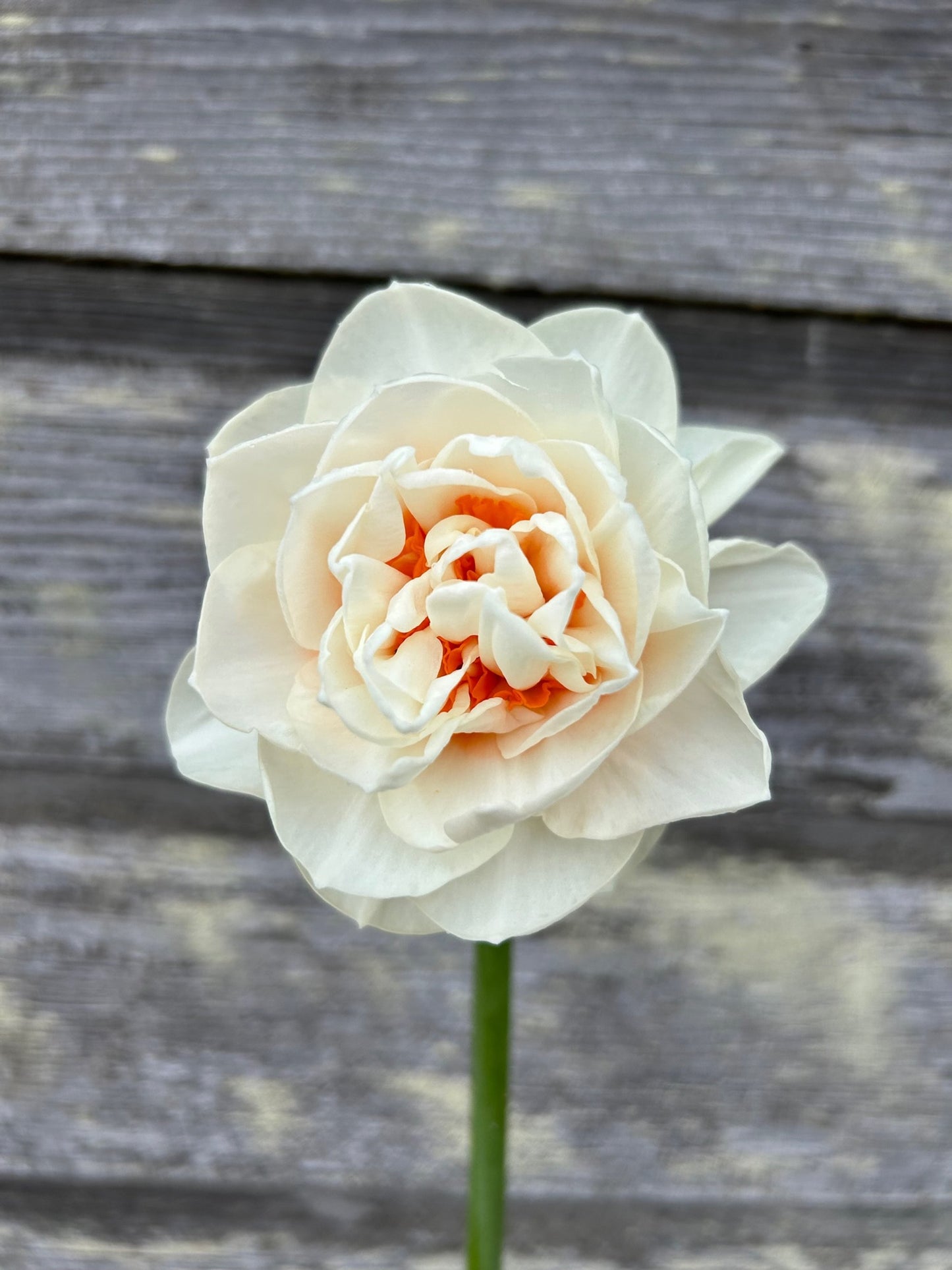 Daffodil - Gay Tabor