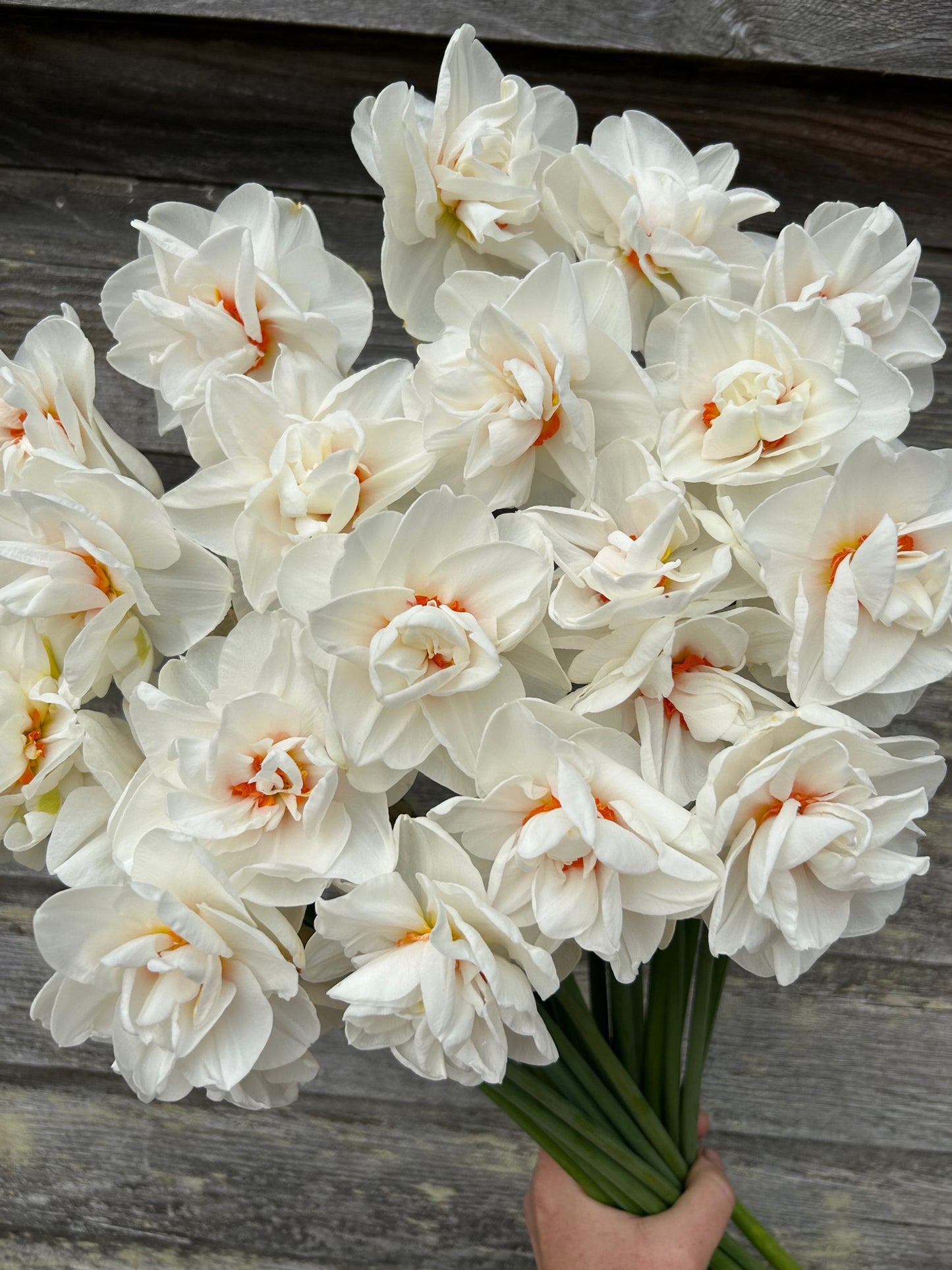 Daffodil - Acropolis