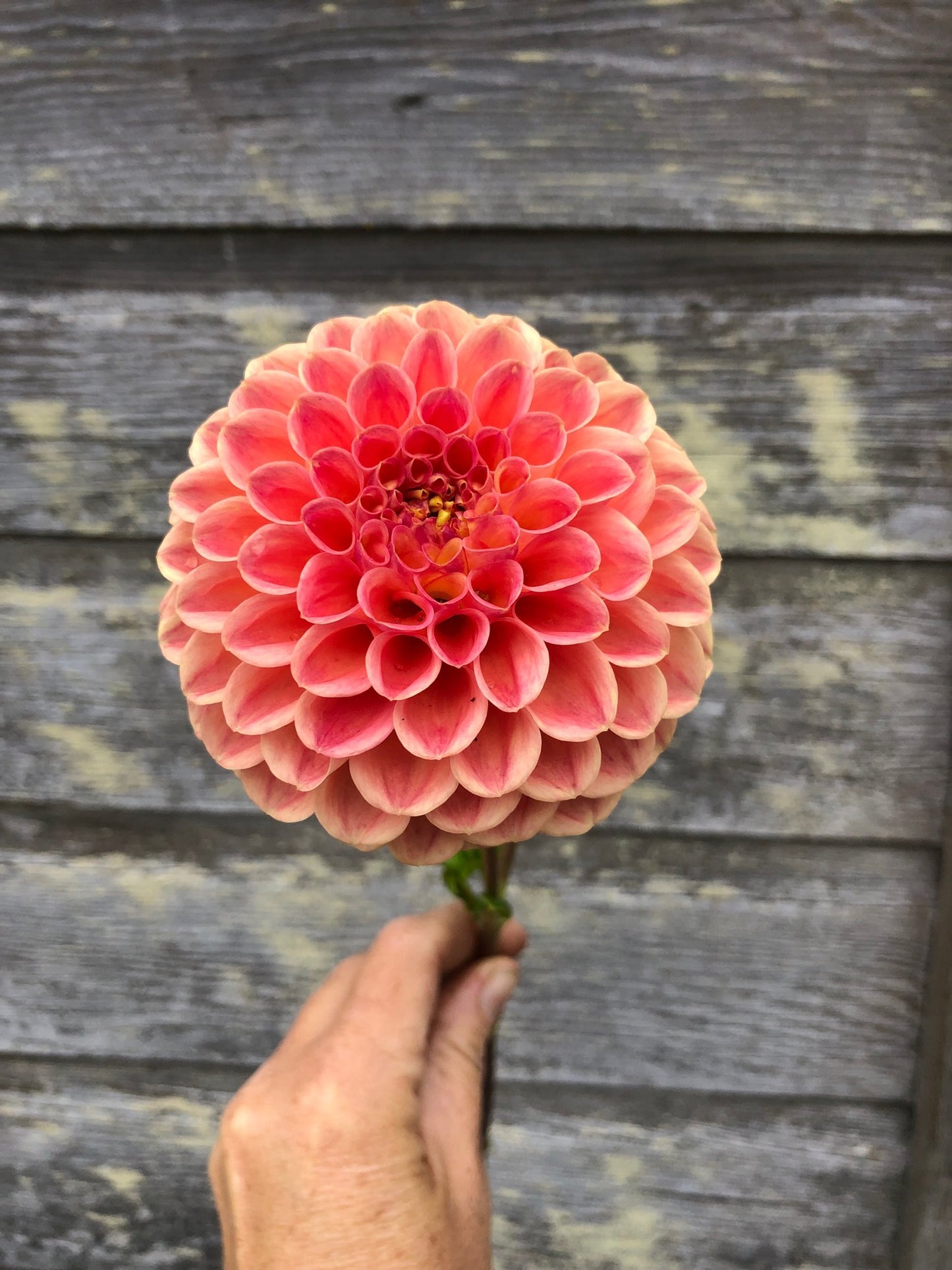 Snoho Doris