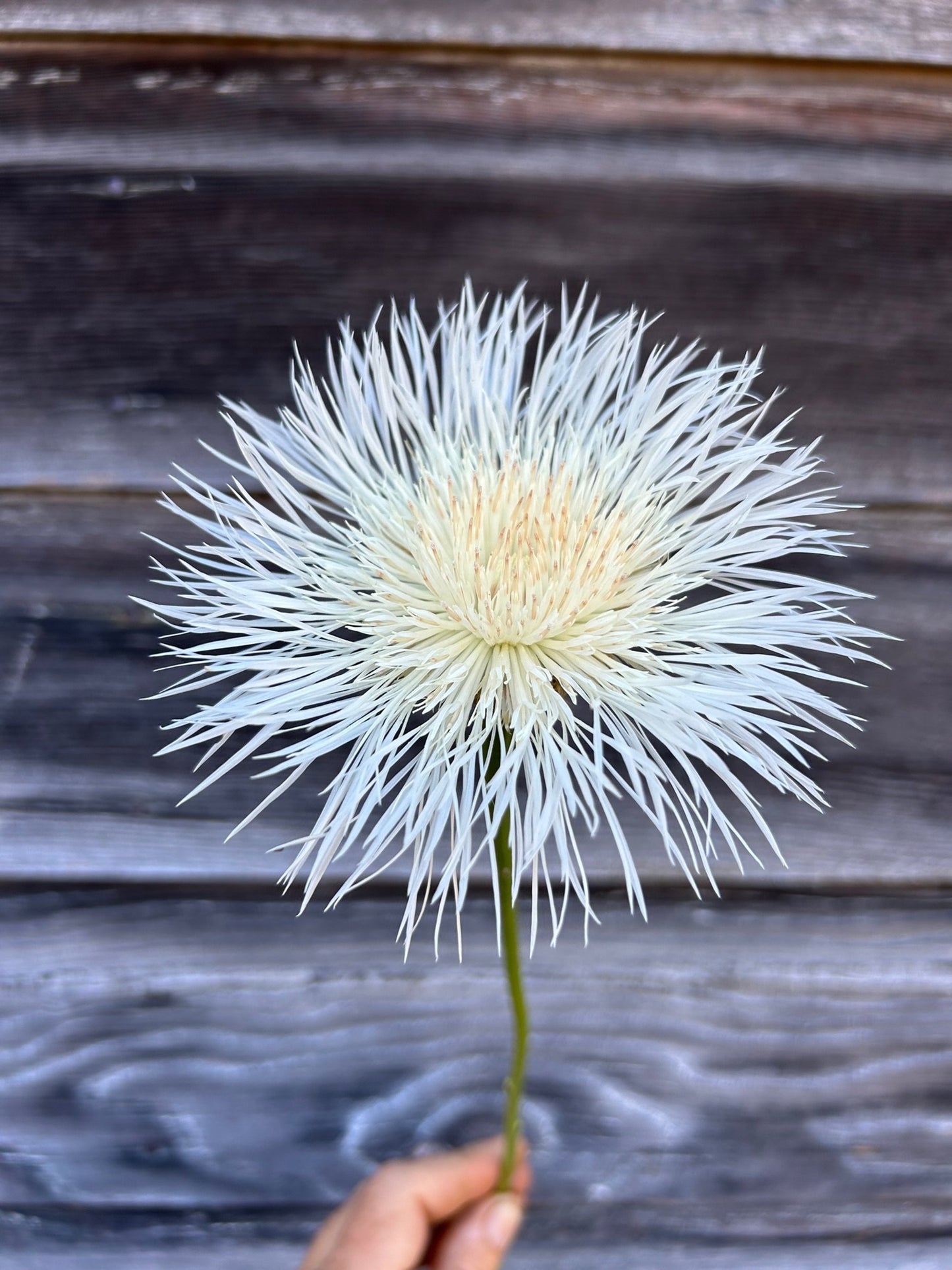 Basket Flower