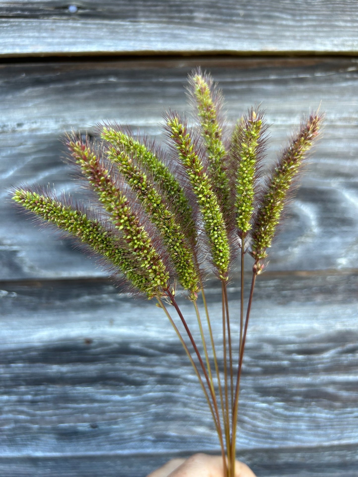Caramel Setaris Grass