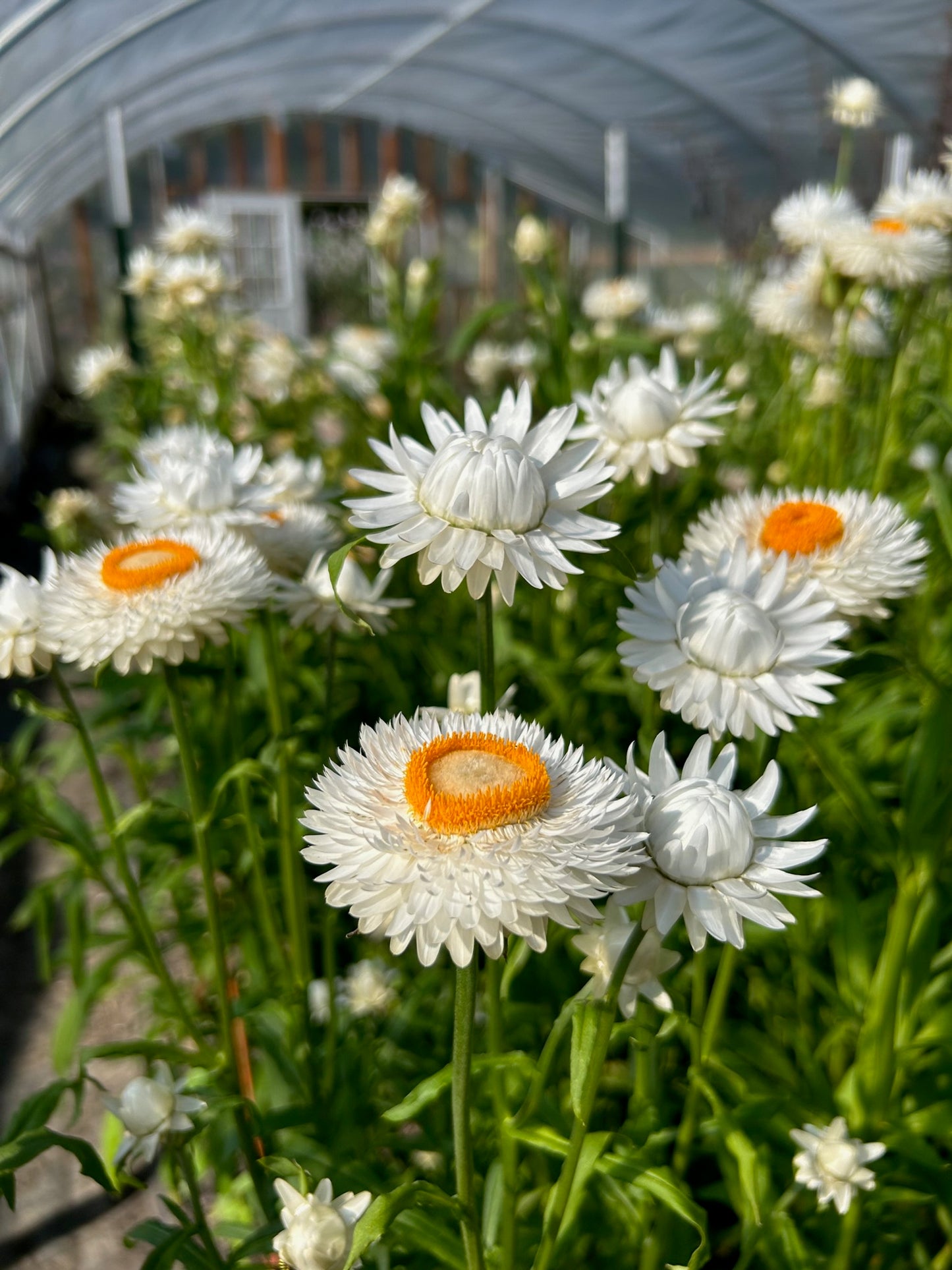 Strawflower - Vintage White
