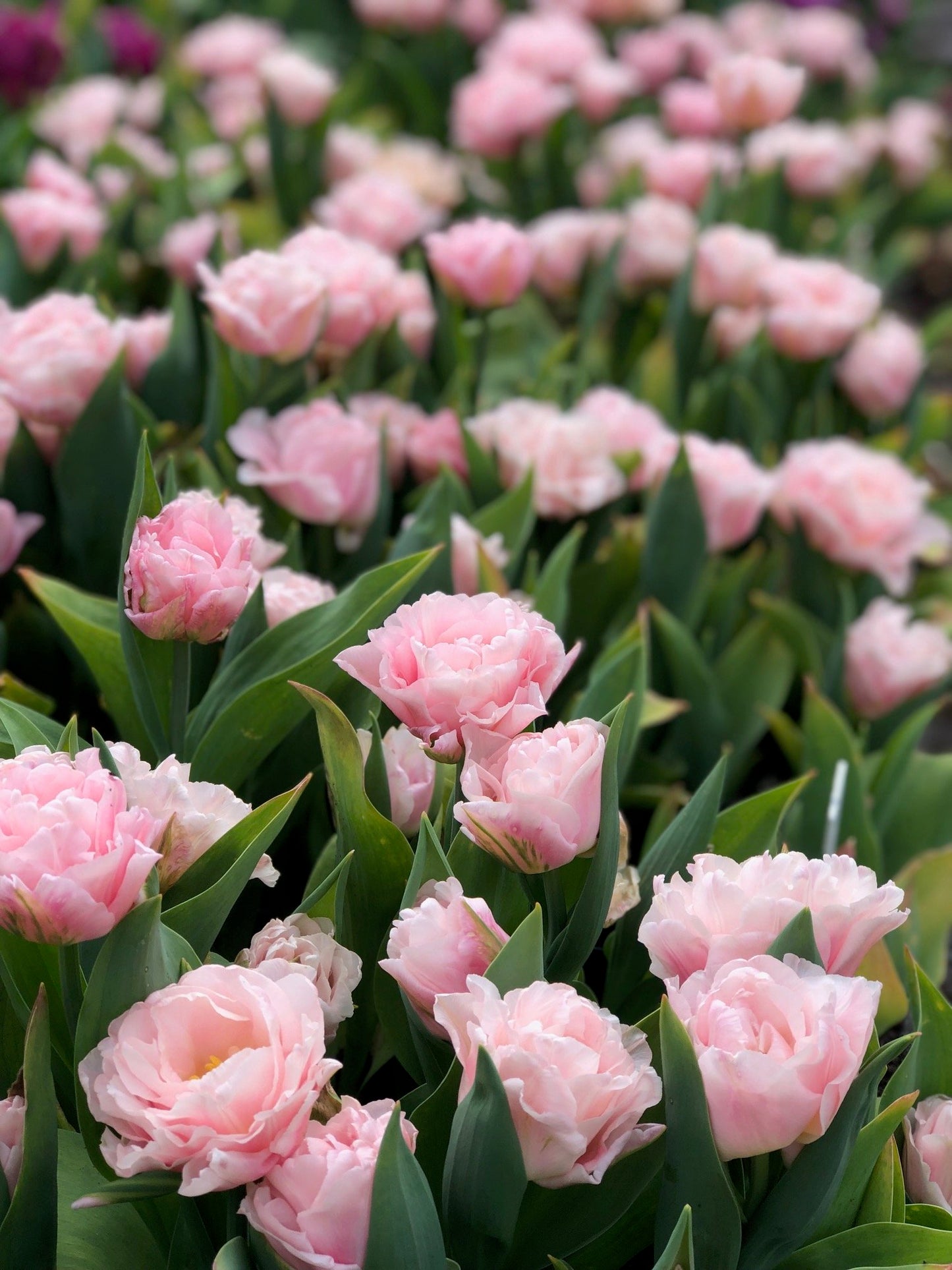 Tulip - Dreamer