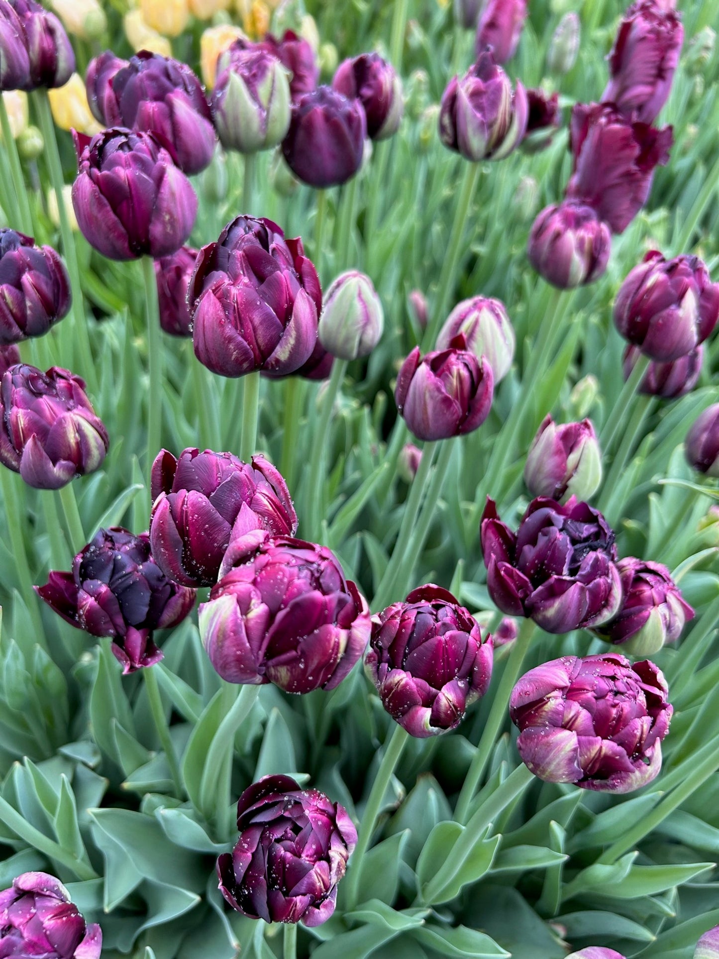 Tulip - Black Hero
