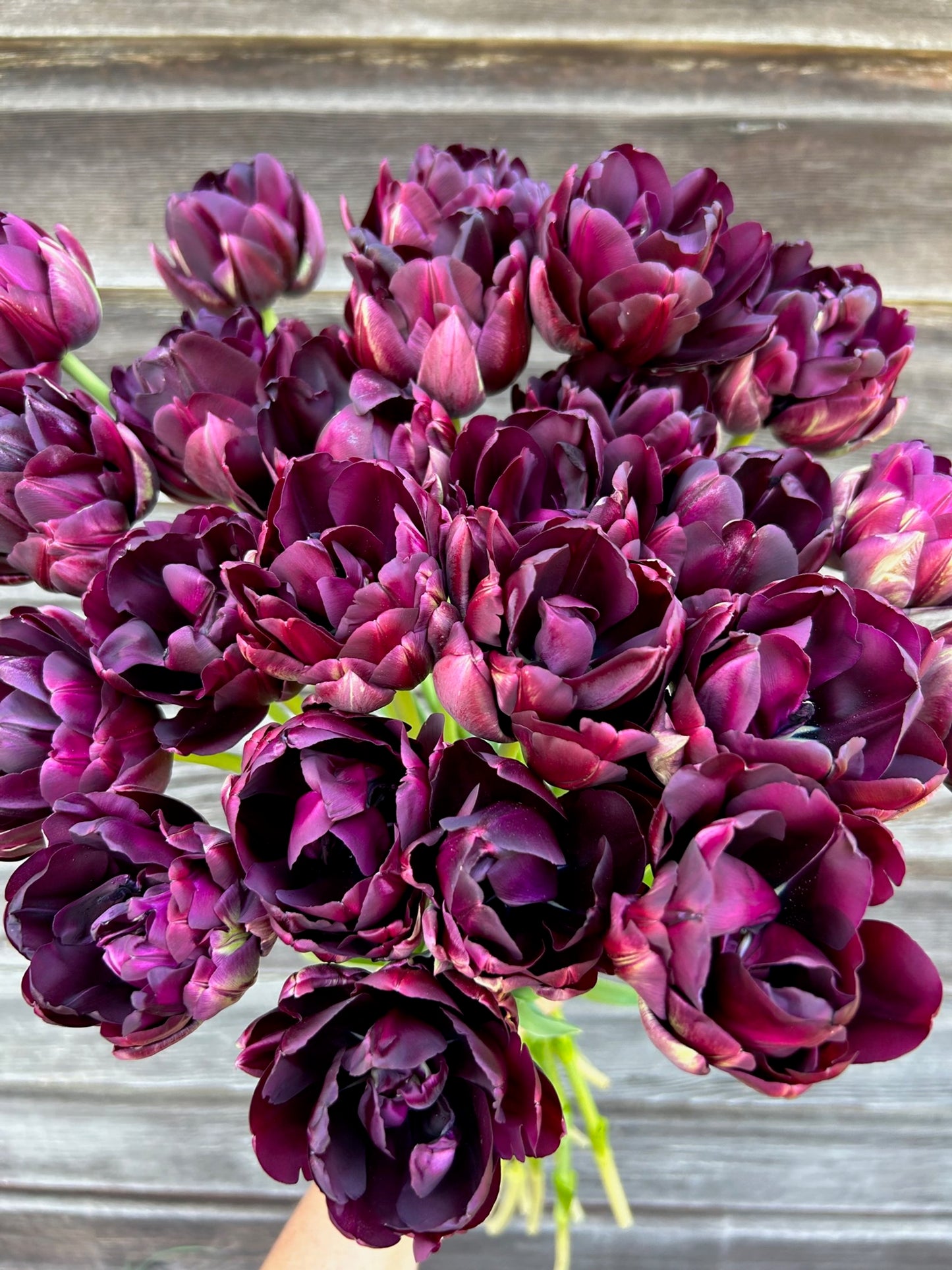 Tulip - Black Hero