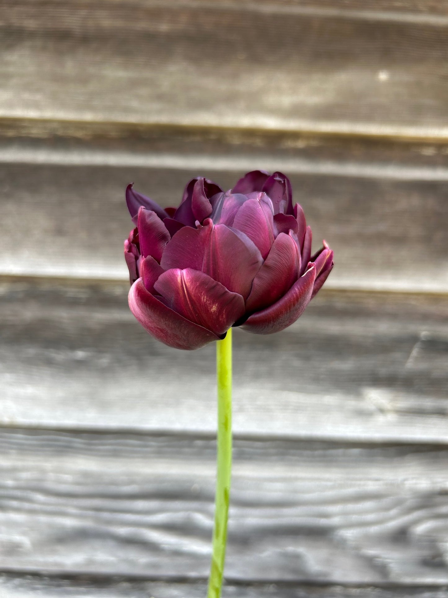 Tulip - Black Hero