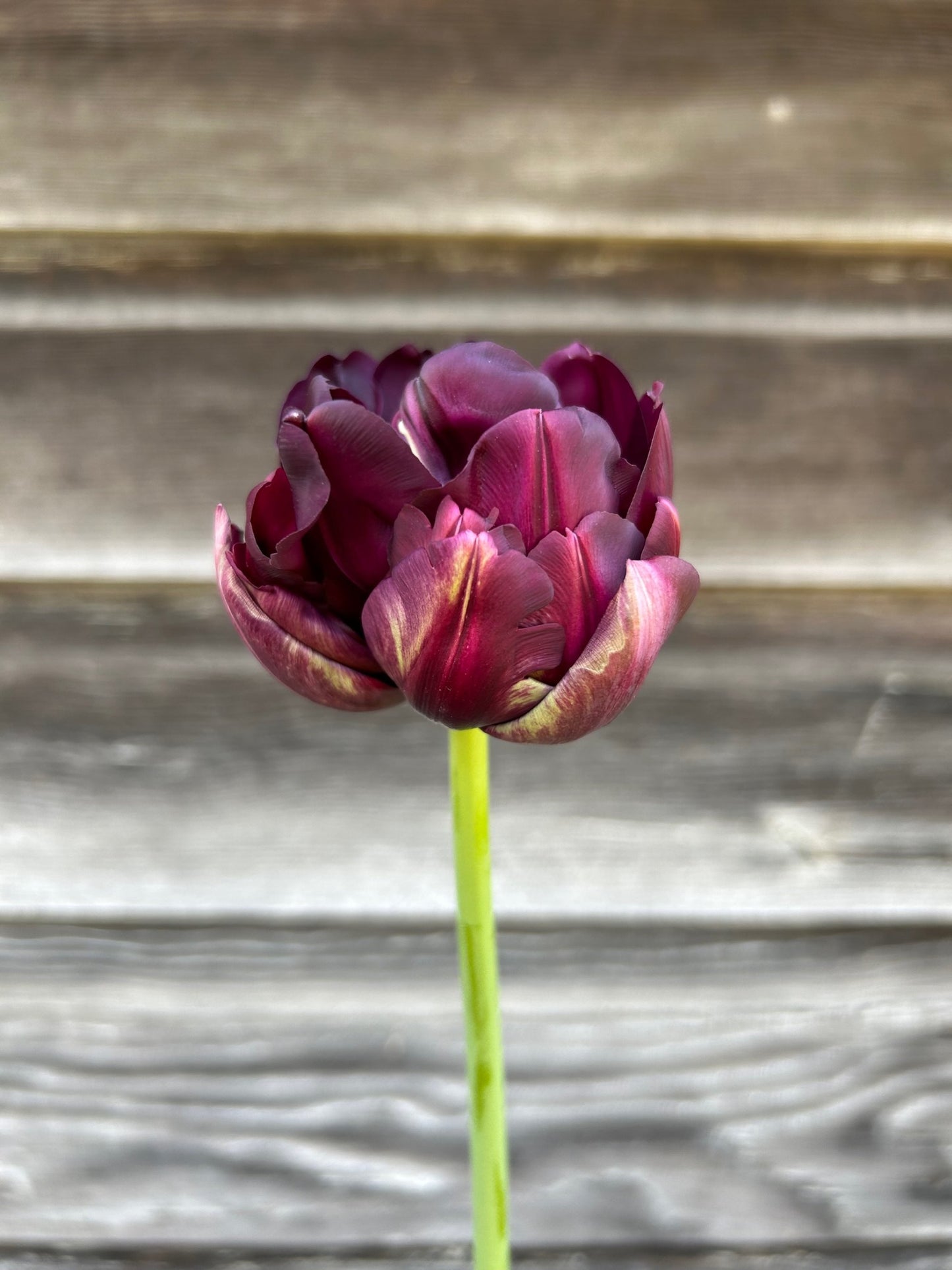Tulip - Black Hero