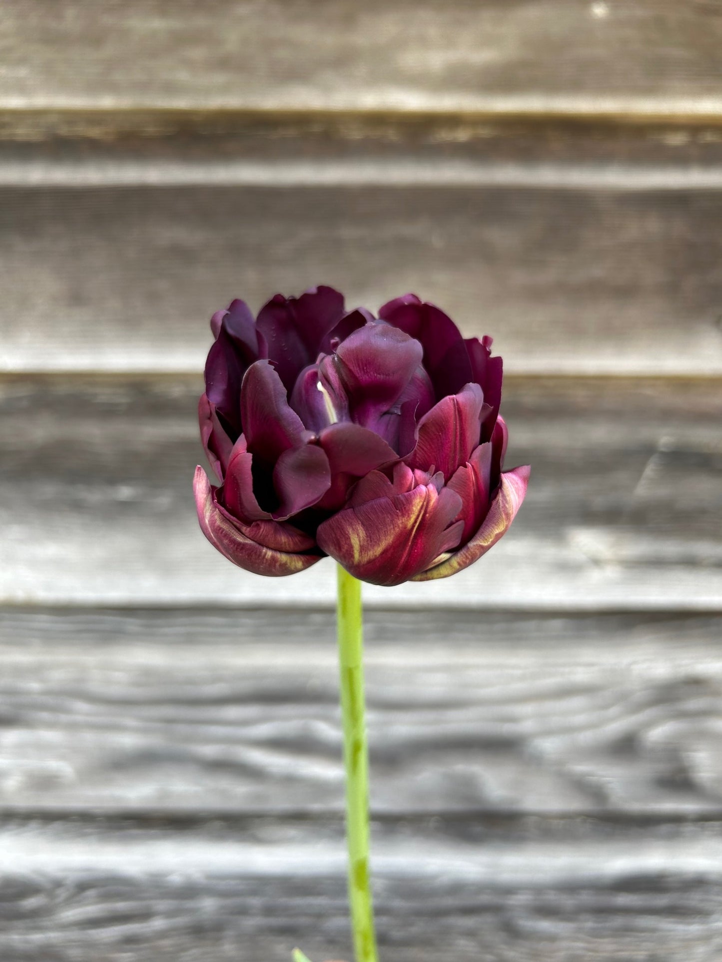 Tulip - Black Hero