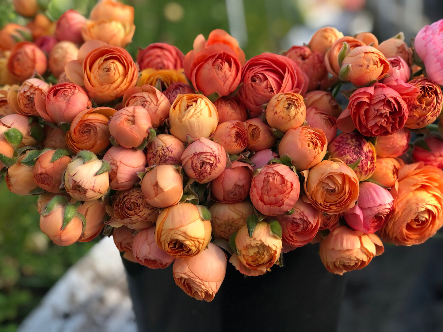 Ranunculus Salmon