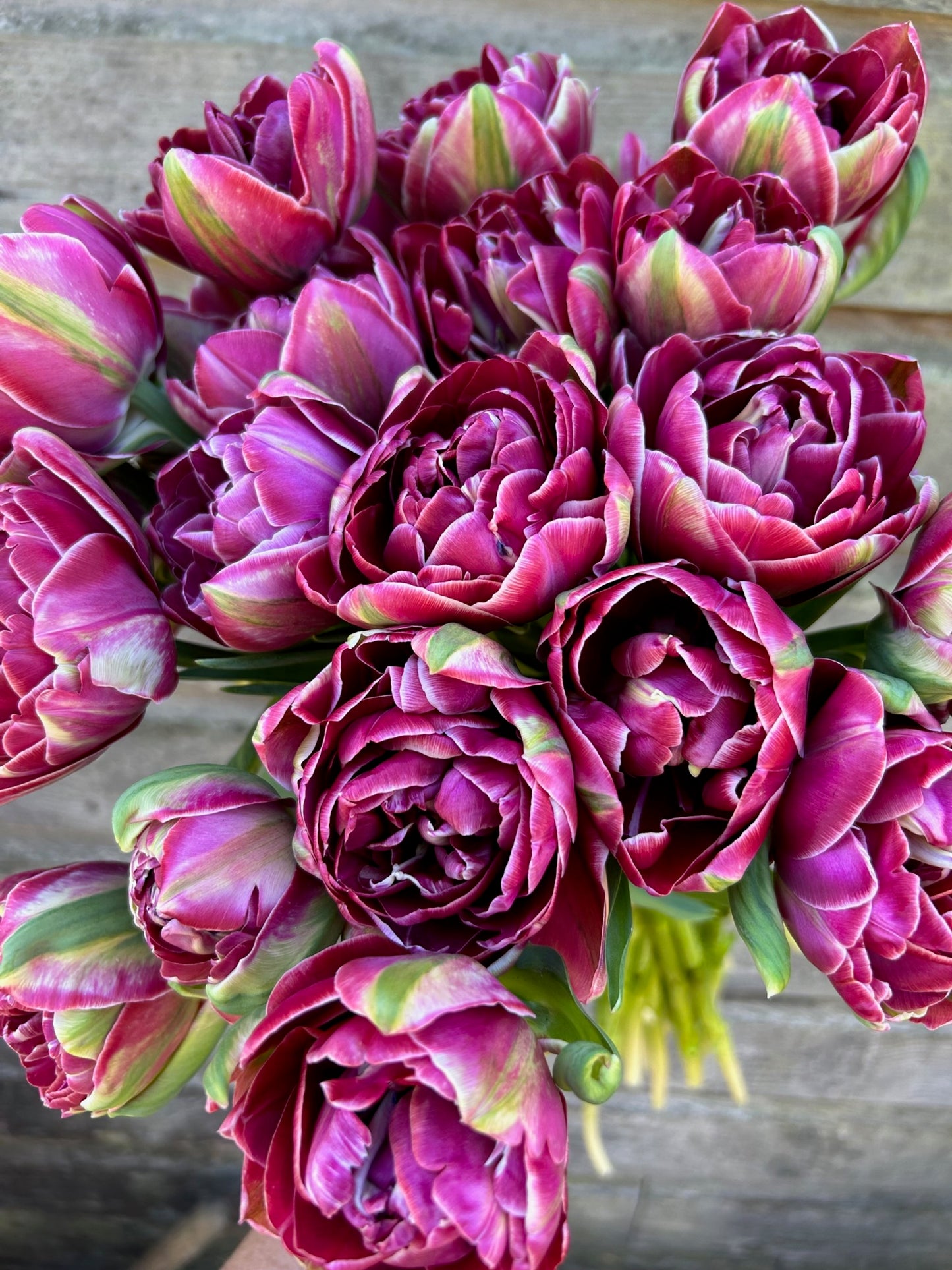 Tulip - Dream Touch